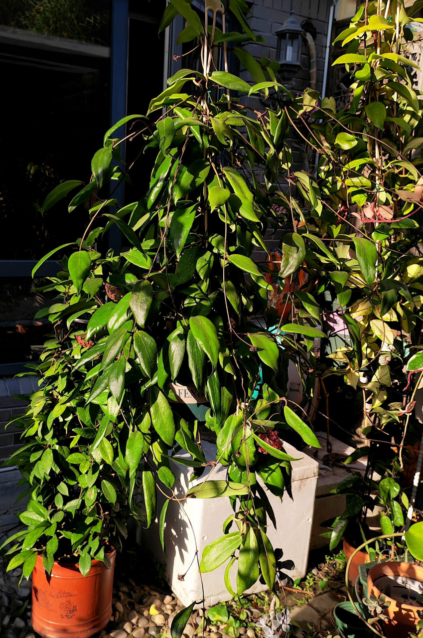 阳台朝北,或是采光条件不佳的花友,养花可以选择这个品种——火红球兰