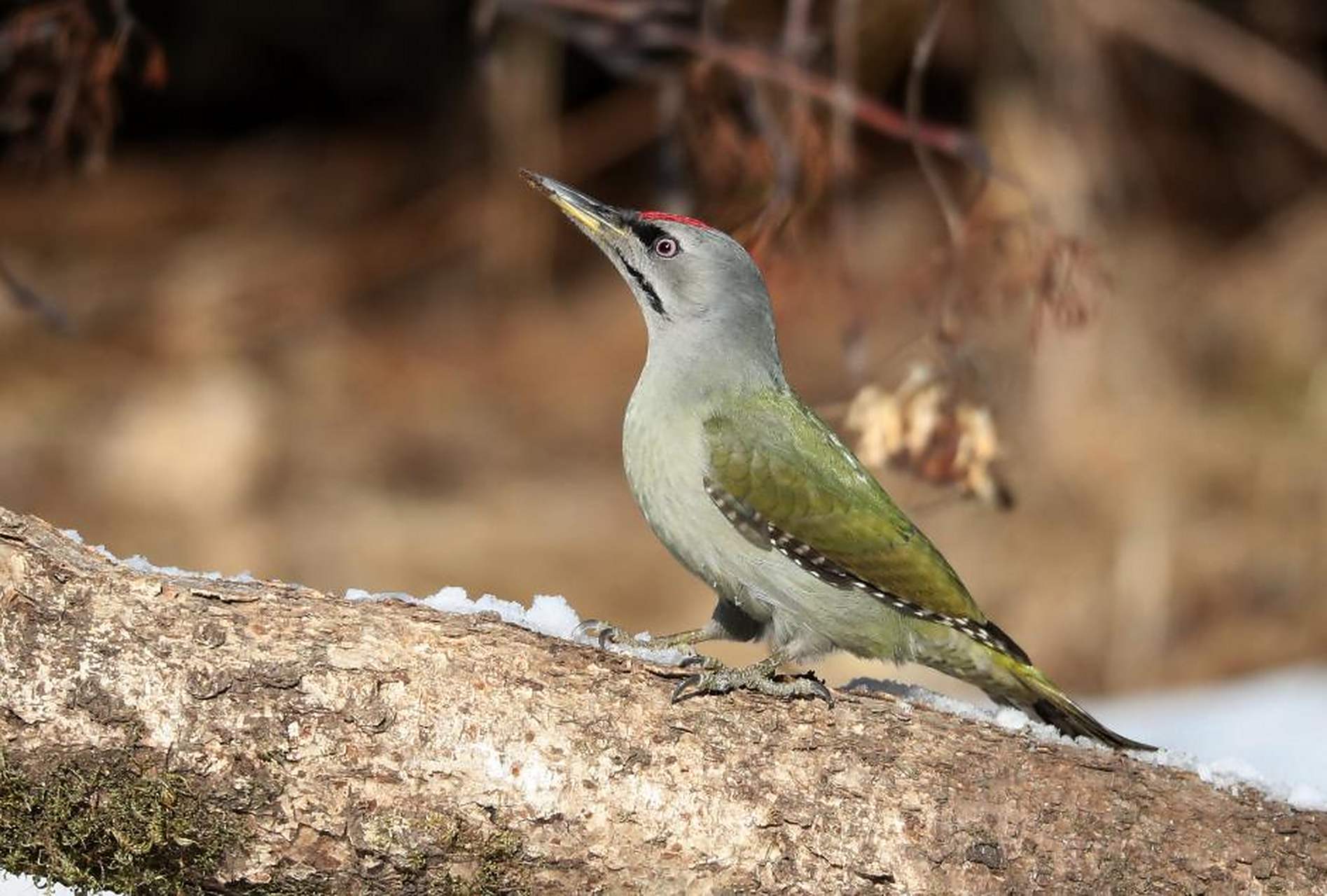 美好辽宁欢迎您# 梁广军:家乡的鸟(38)灰头绿啄木鸟 宽甸旅游摄影