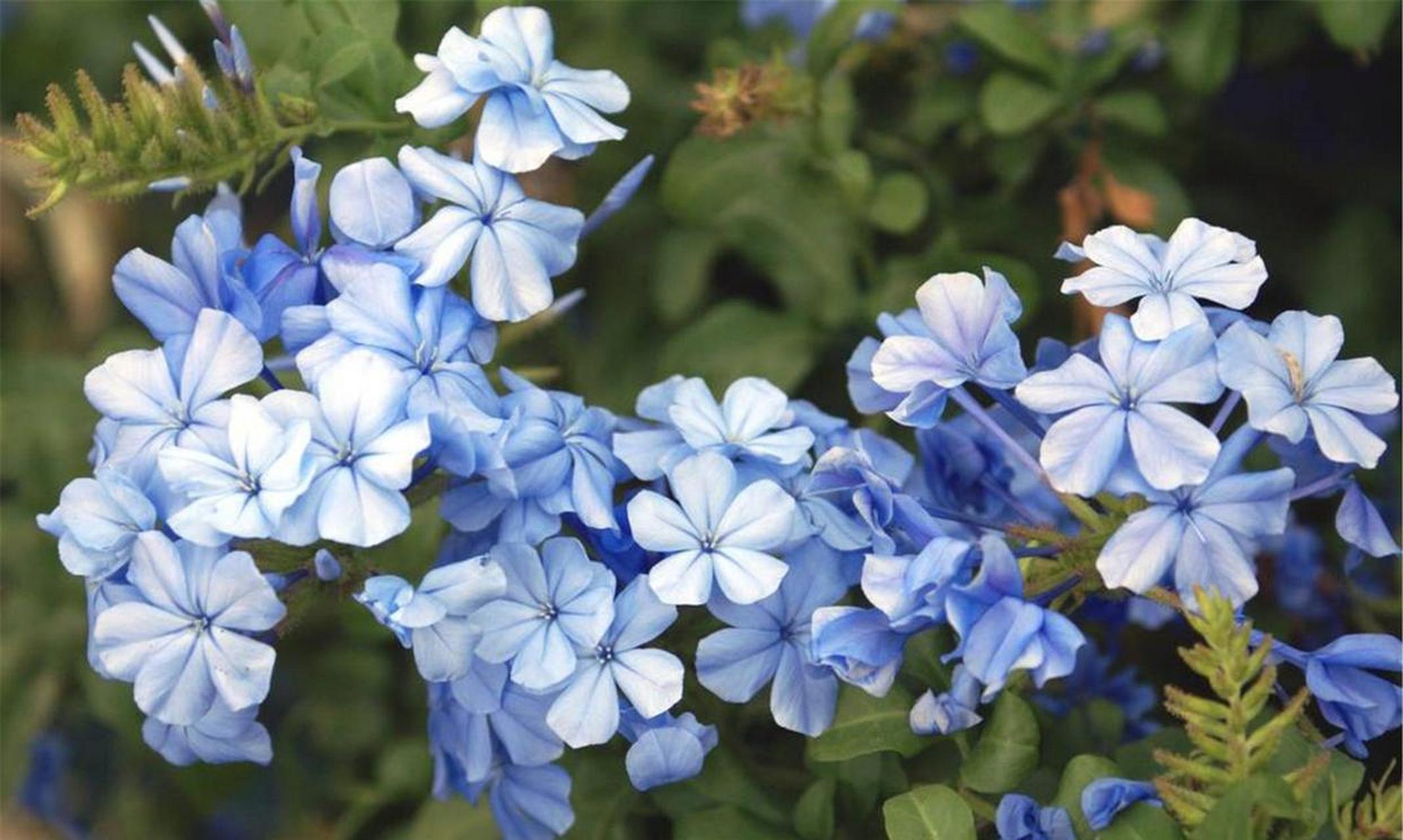 蓝雪花也是夏天的宠儿,它的淡蓝色的花儿,不浓不淡,且蓝雪花的花在量