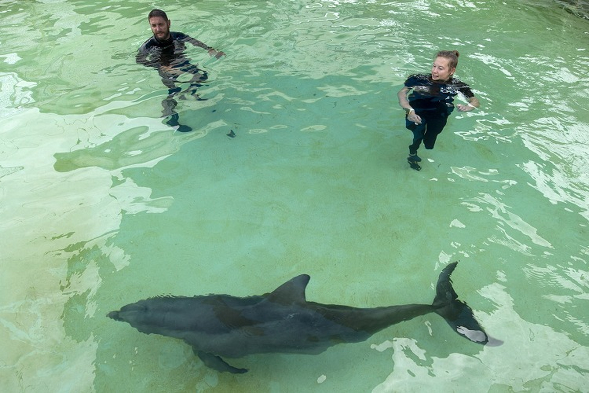 美國海豚康復治療 一隻2歲的寬吻海豚(bottlenose dolphin)在醫療池中