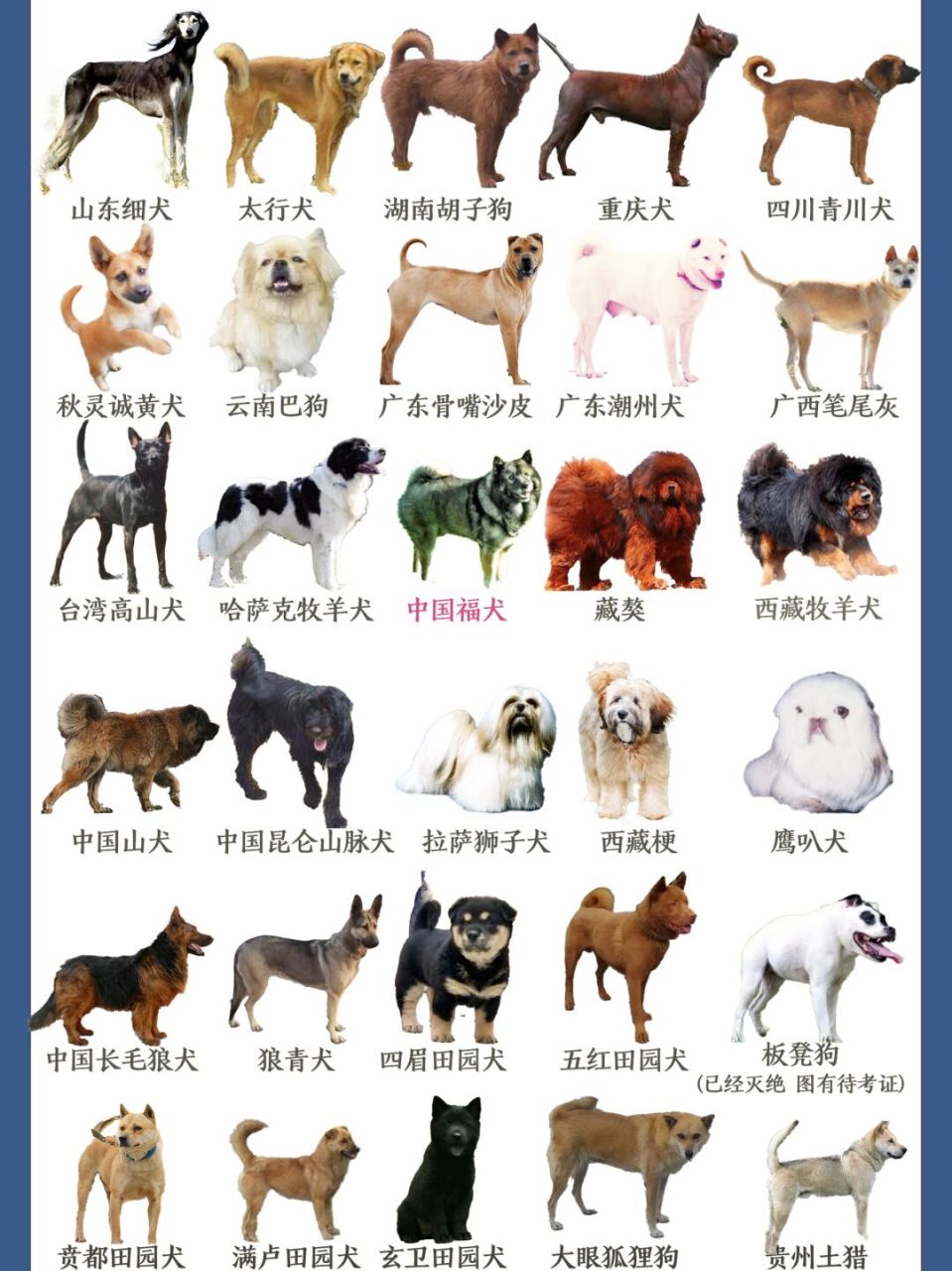 72种名犬名字图片