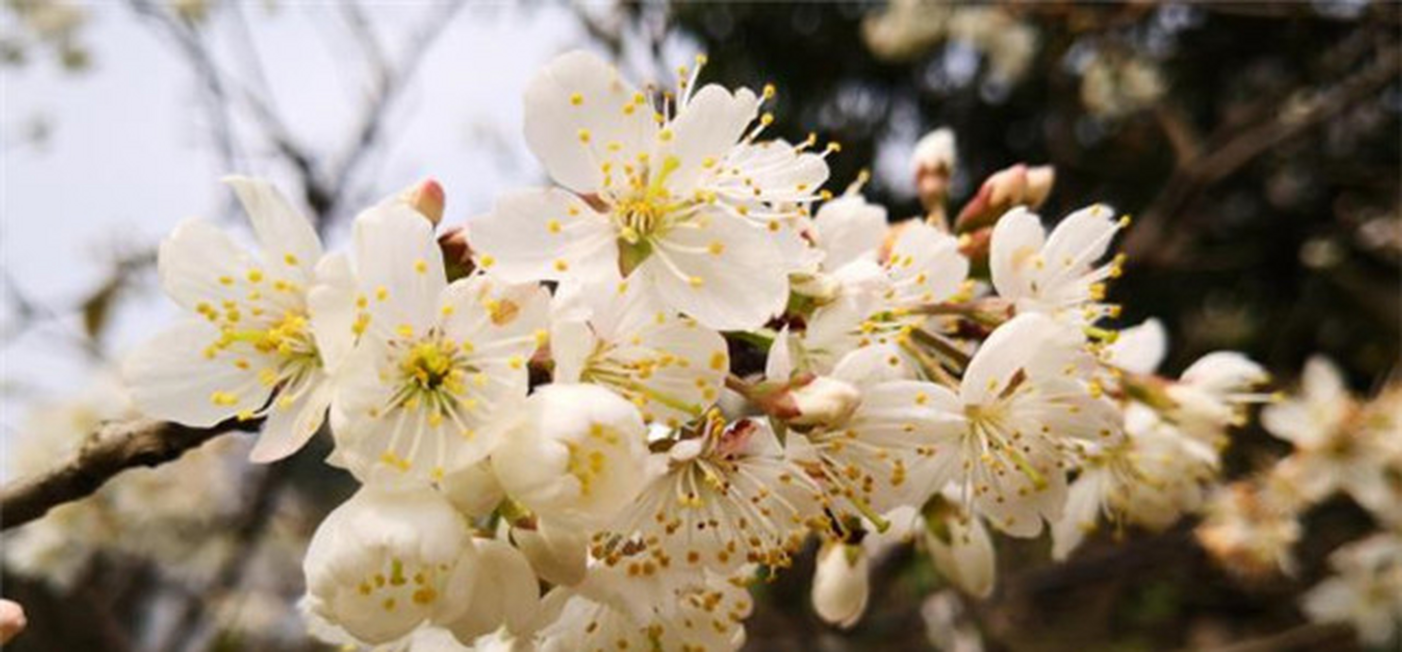 樱花和樱桃花图片