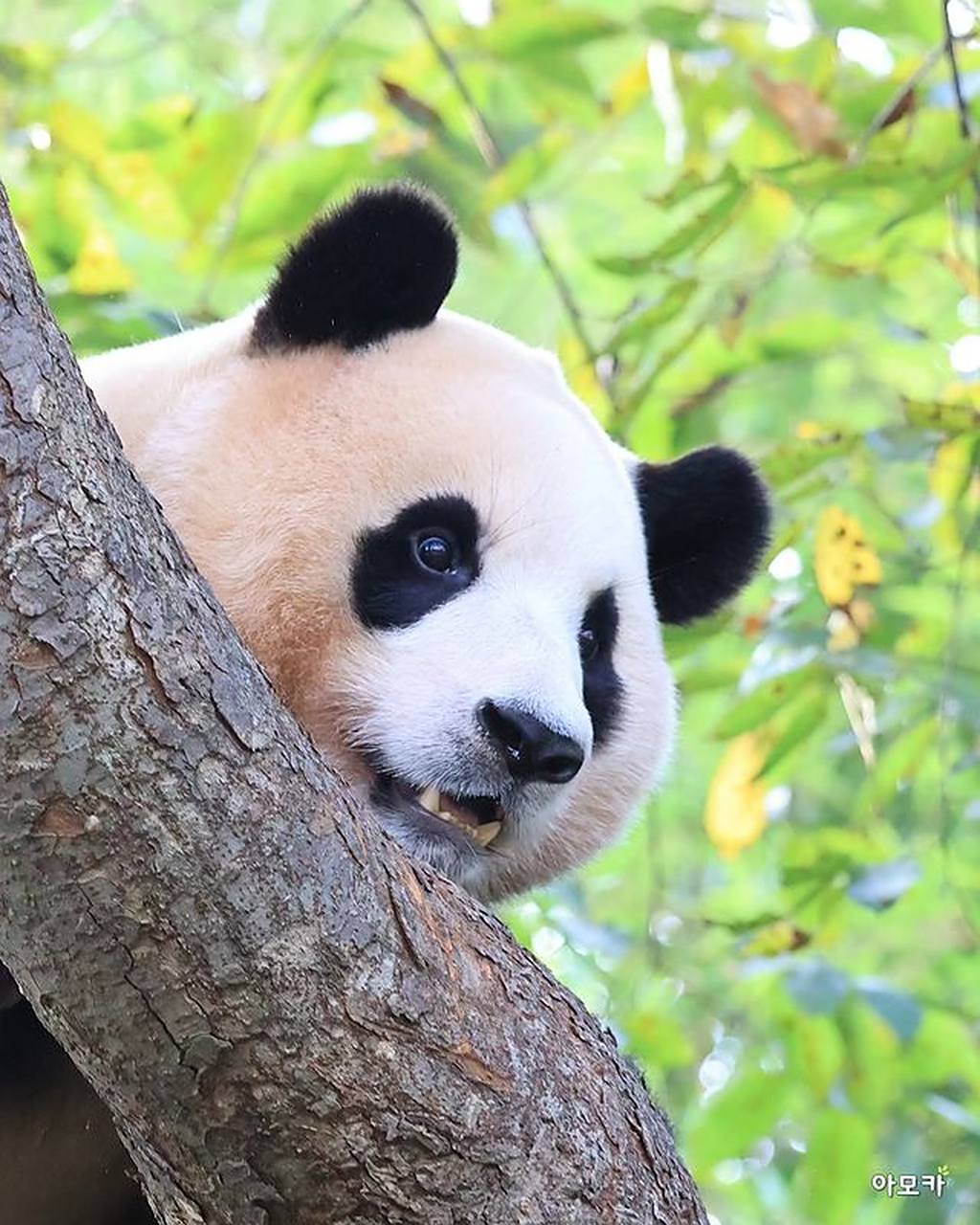 美丽的大脸熊猫——福宝  20230917   cr.