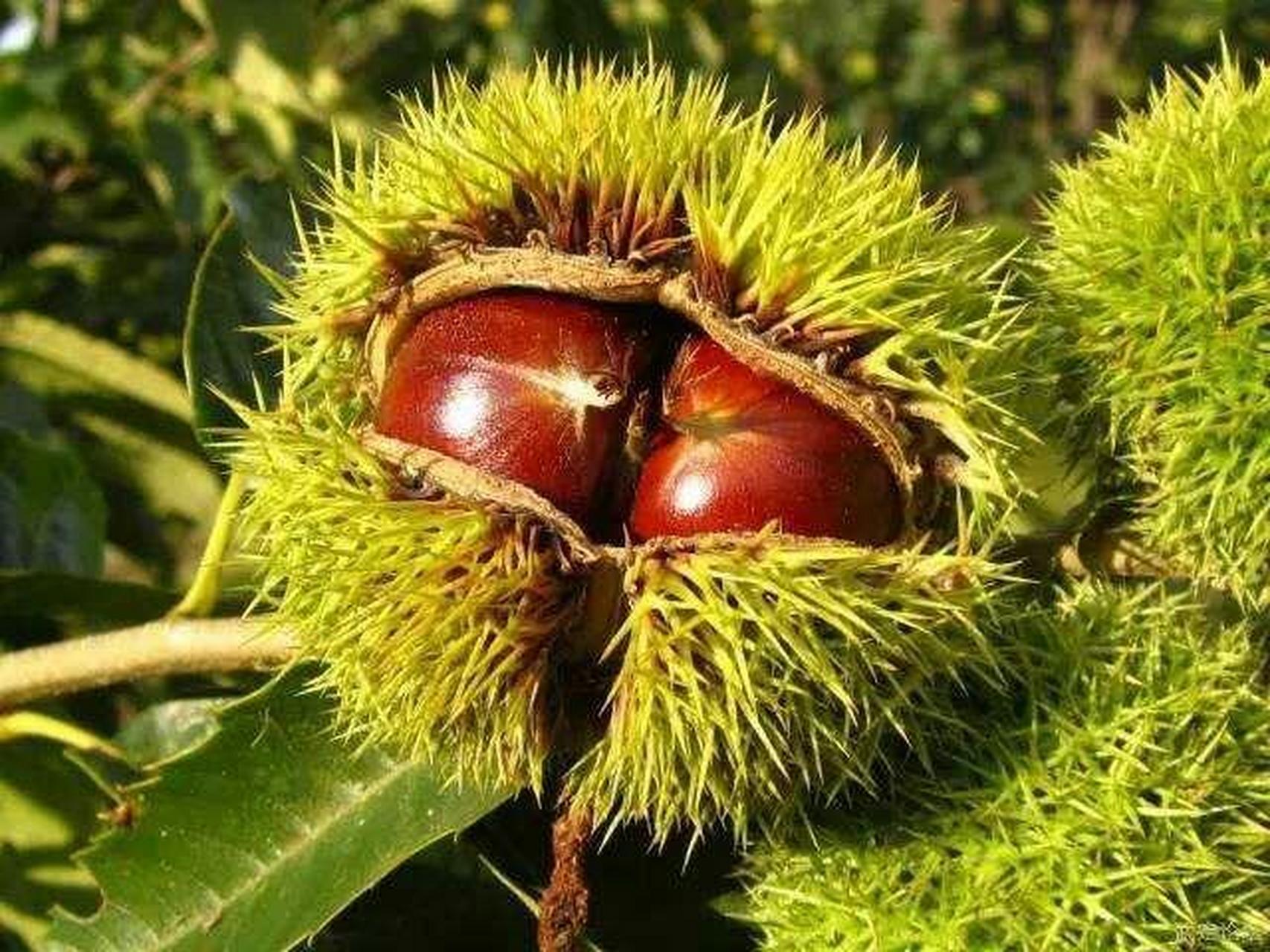 南阳特产——桃溪无虫板栗 内乡县桃溪镇有一座远近闻名的花果山
