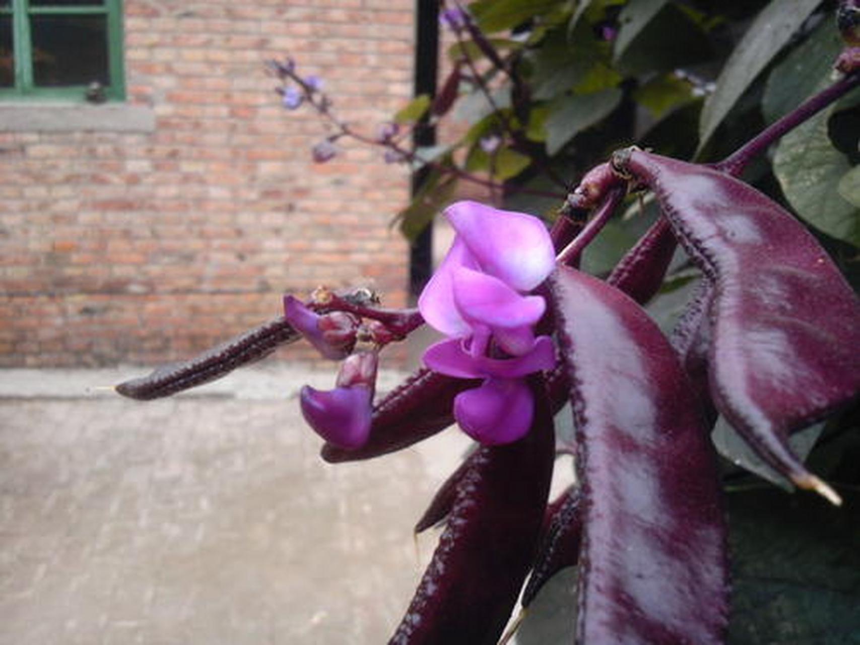 紫色刀豆的功效与作用  刀豆于生活之中十分常见,因为其实用性比较强