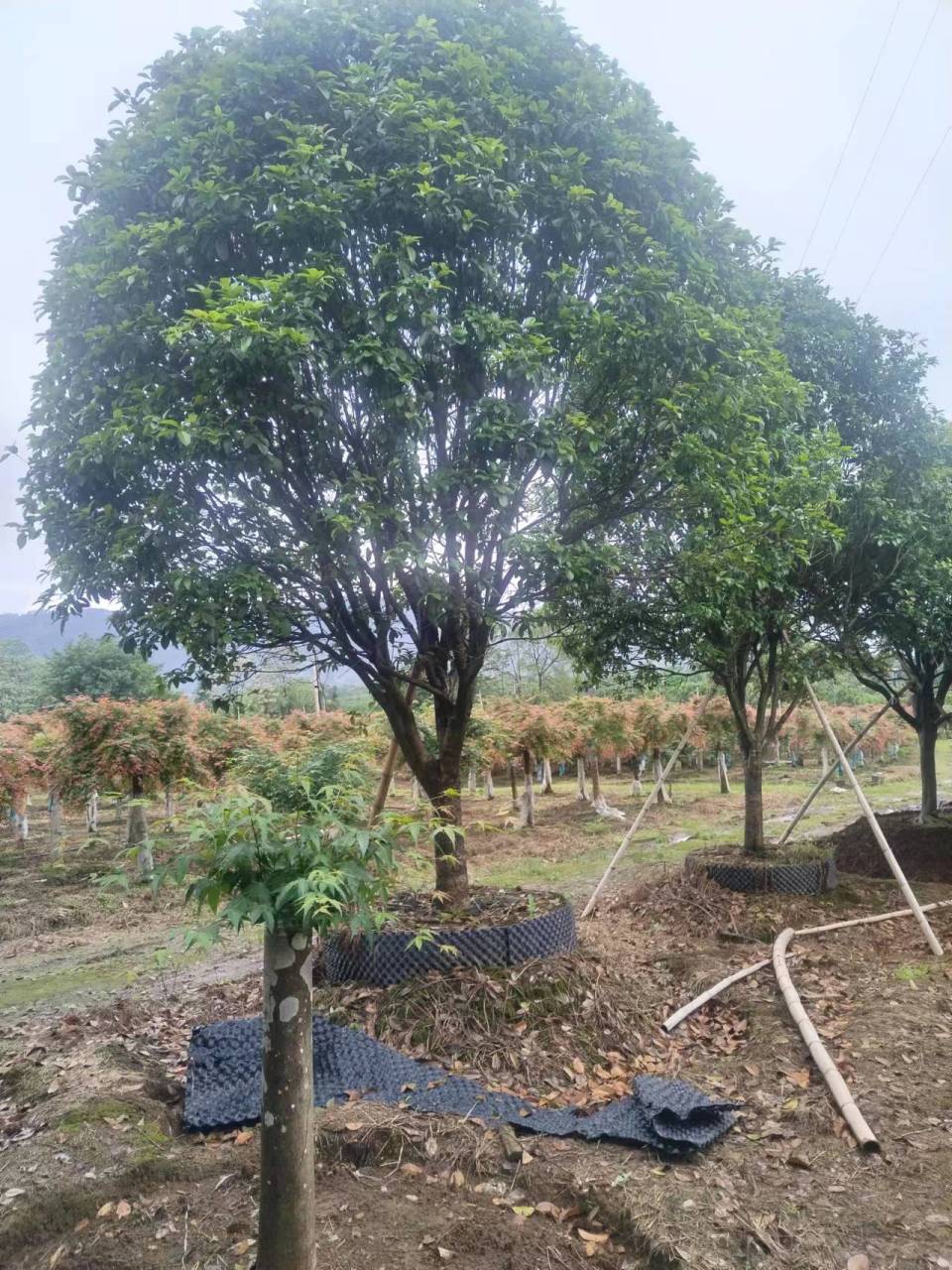 广西桂林全州绿泰苗木基地  主营造型泰乐,流泉红枫,日本红枫,红小袖