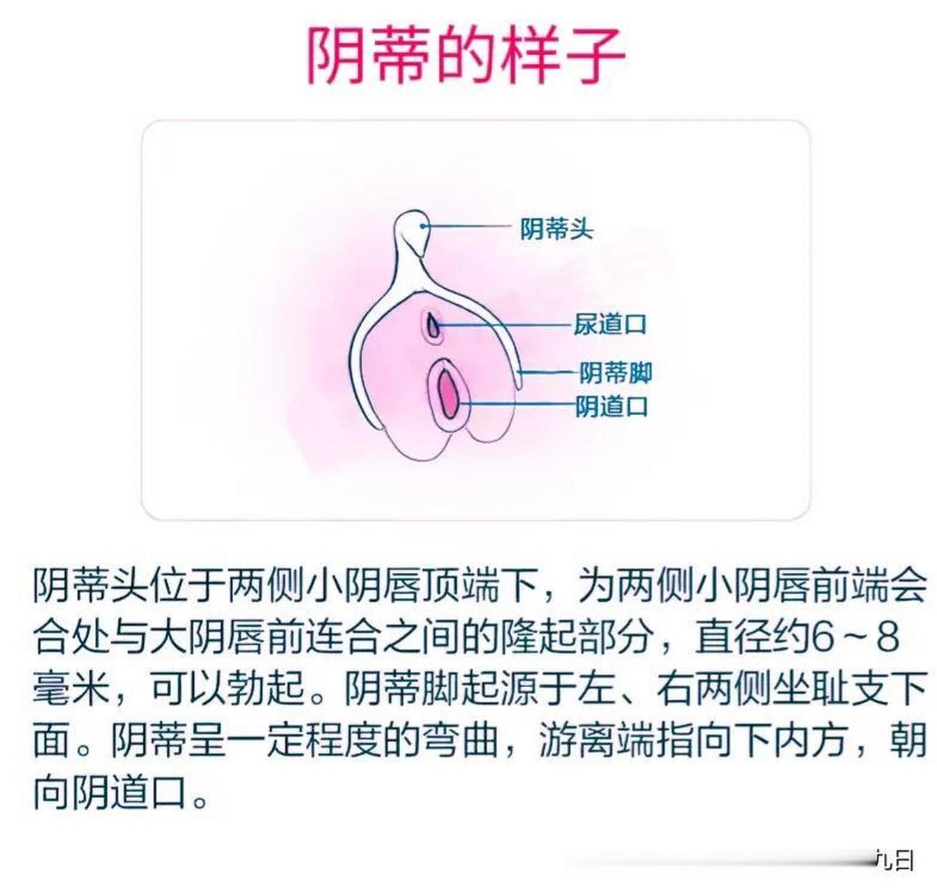 女性荫蒂实物图图片