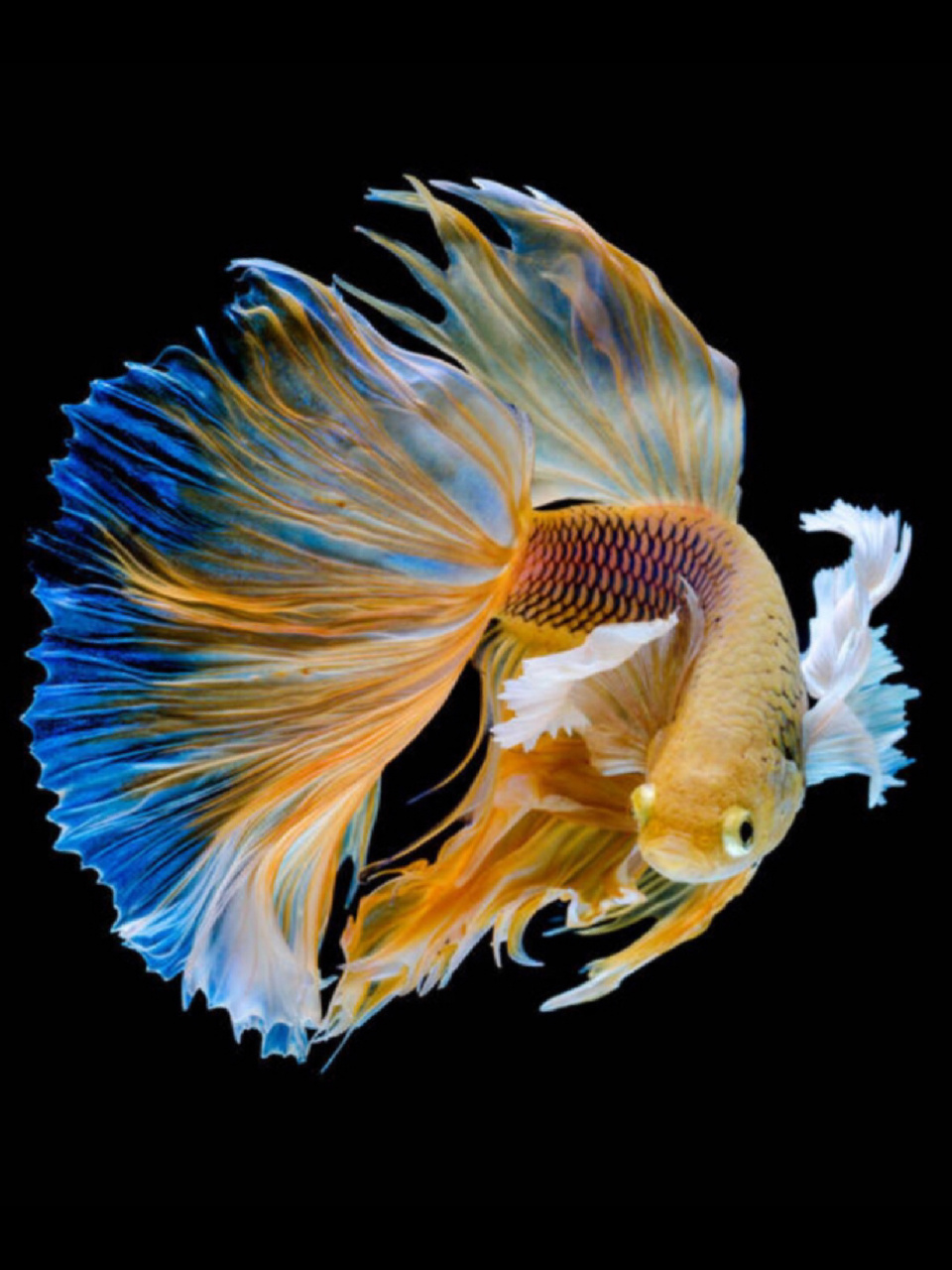 每天陪孩子一起瞧动物 名称:五彩搏鱼 别名:泰国斗鱼,暹罗斗鱼,彩雀鱼