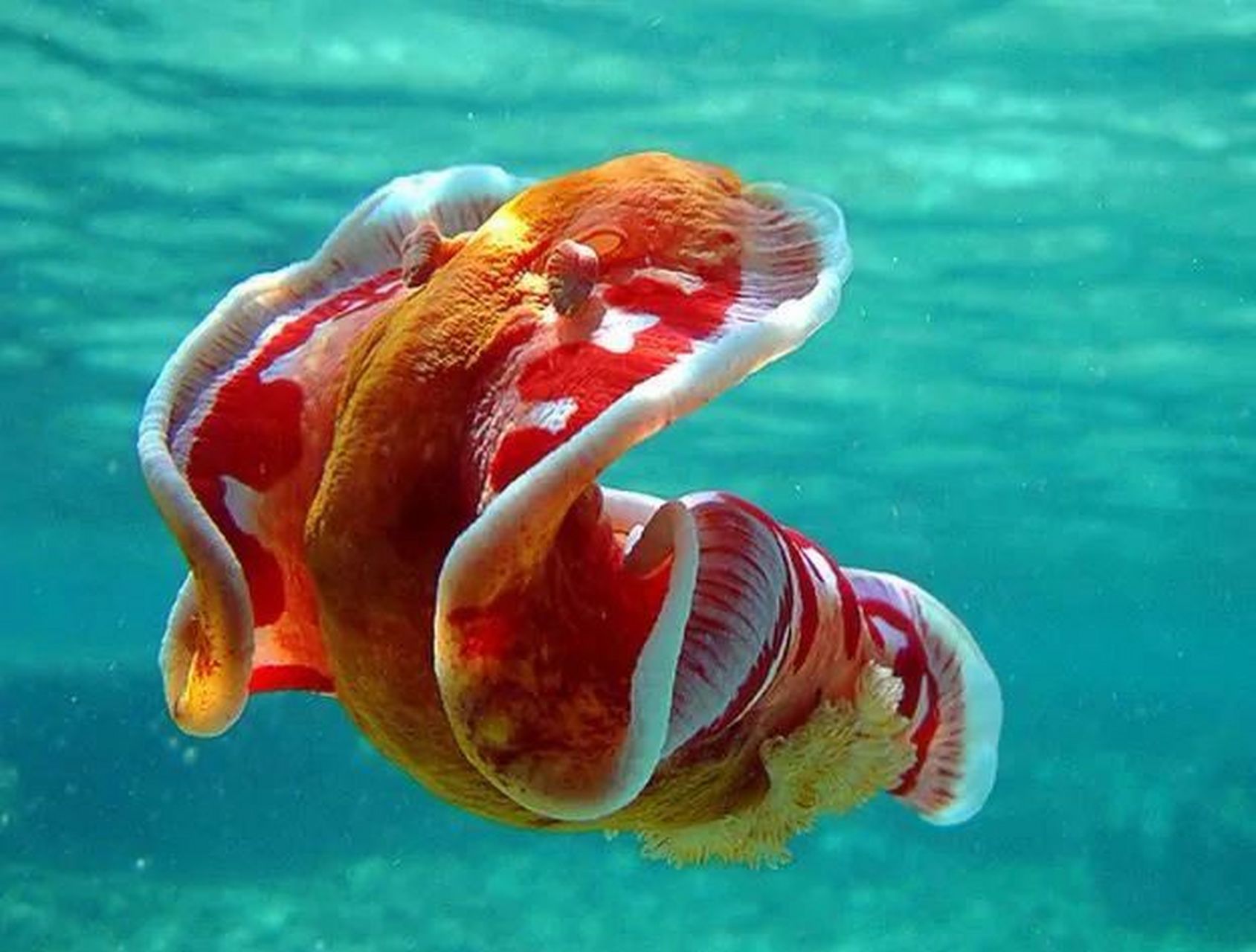 海洋生物-西班牙舞娘 95 学名,六鳃海牛 95 颜色丰富,羽毛状的鳃