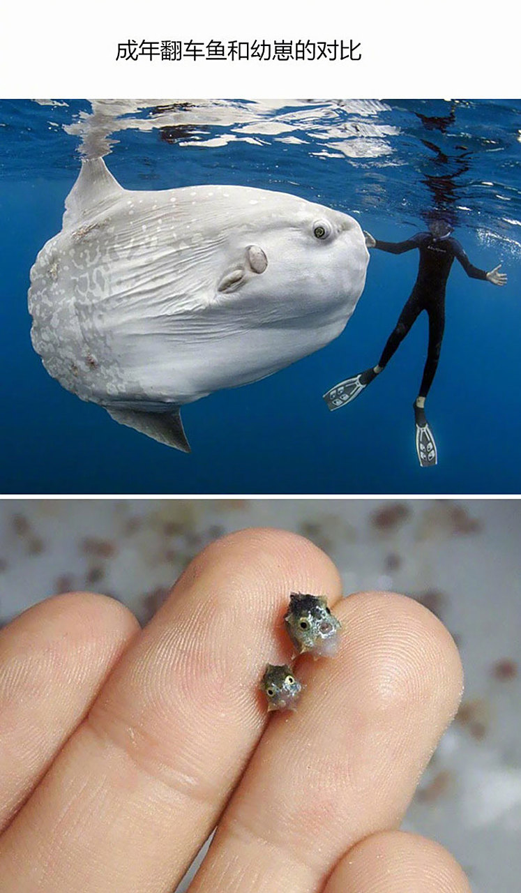 bored上一组神奇的动物大小对比图,感觉自己全身加起来都没有一颗牛头