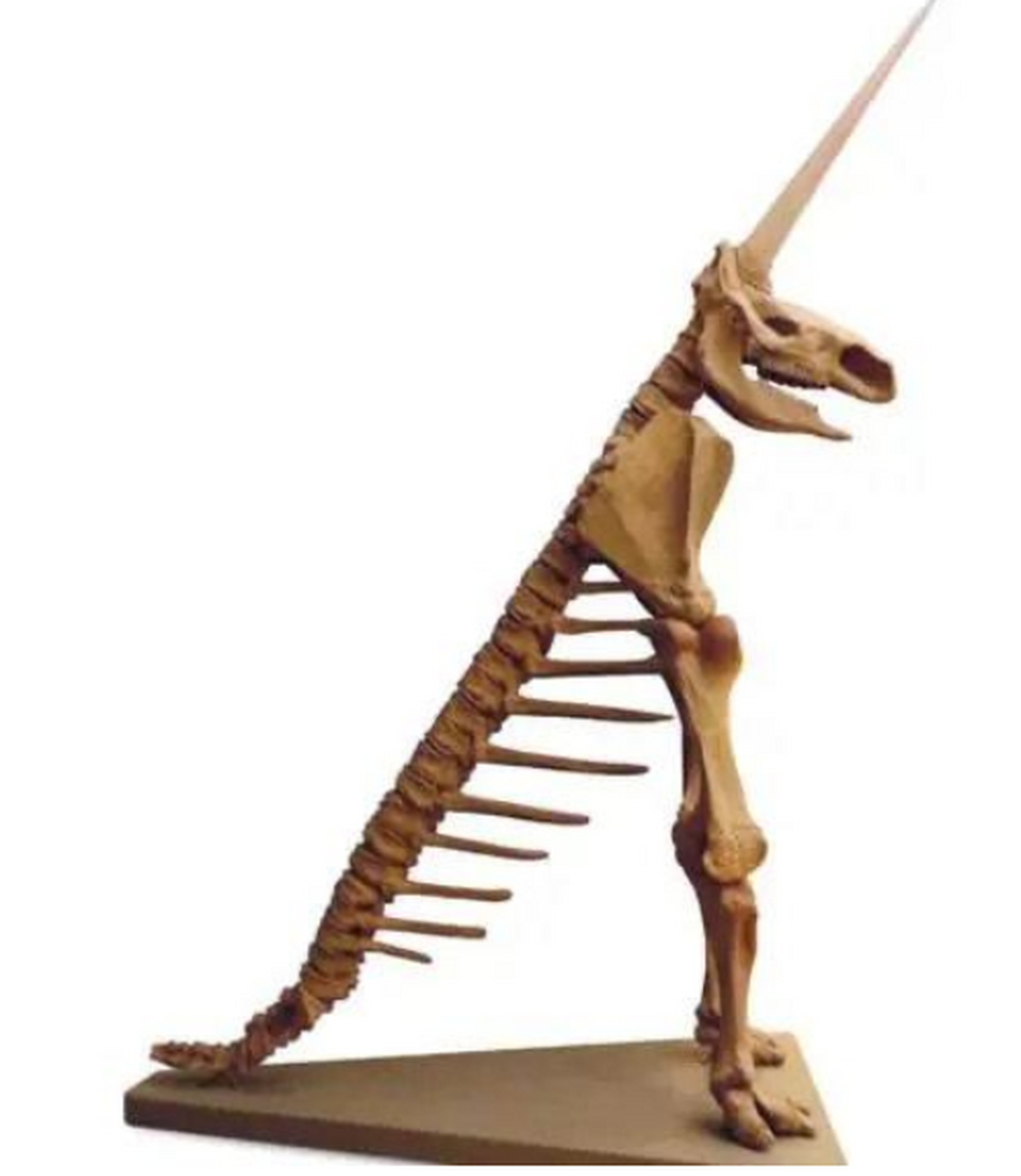 在德国马格德堡自然历史博物馆展出的"马格德堡独角兽"化石.