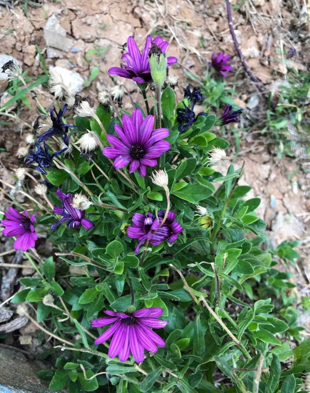 铁线莲,别名铁线牡丹,番莲,金包银,山木通,威灵仙.