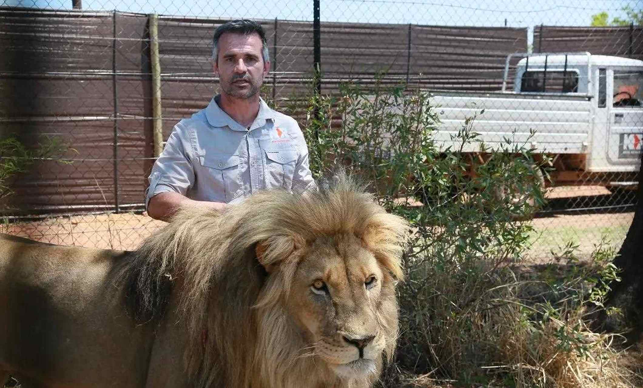 狮语者凯文的狮子,之前也在所谓的"野生动物园"里.