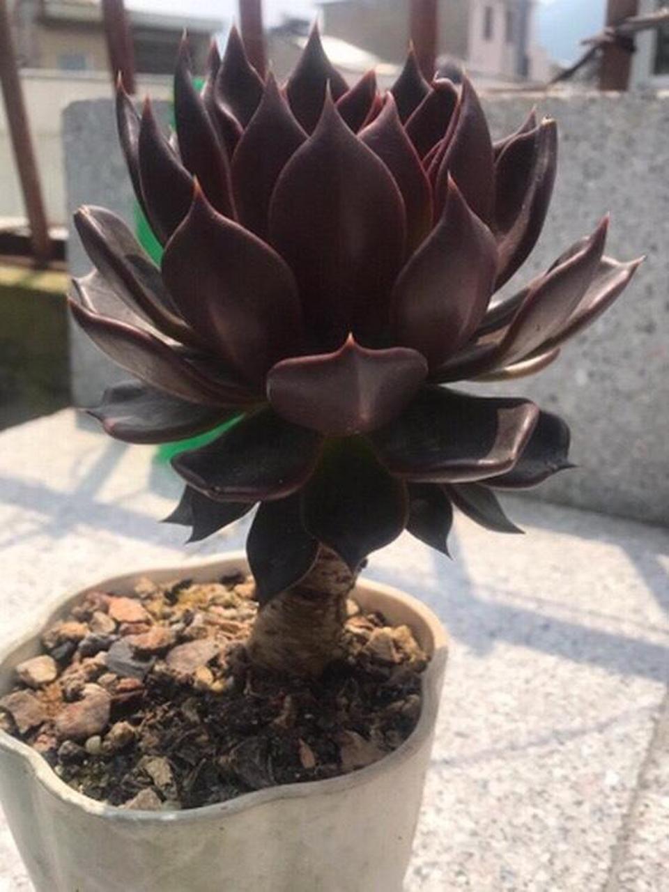 多肉初认识——黑王子 黑王子是景天科拟石莲花属 喜欢温暖,干燥和