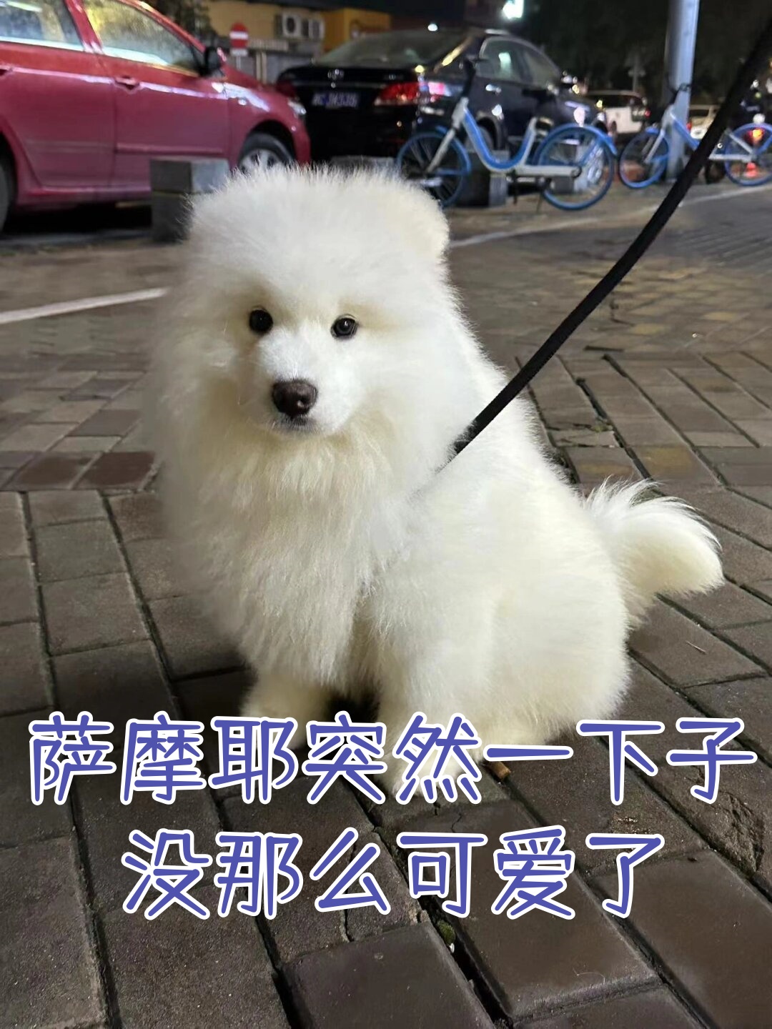 萨摩耶突然一下子没那么可爱了