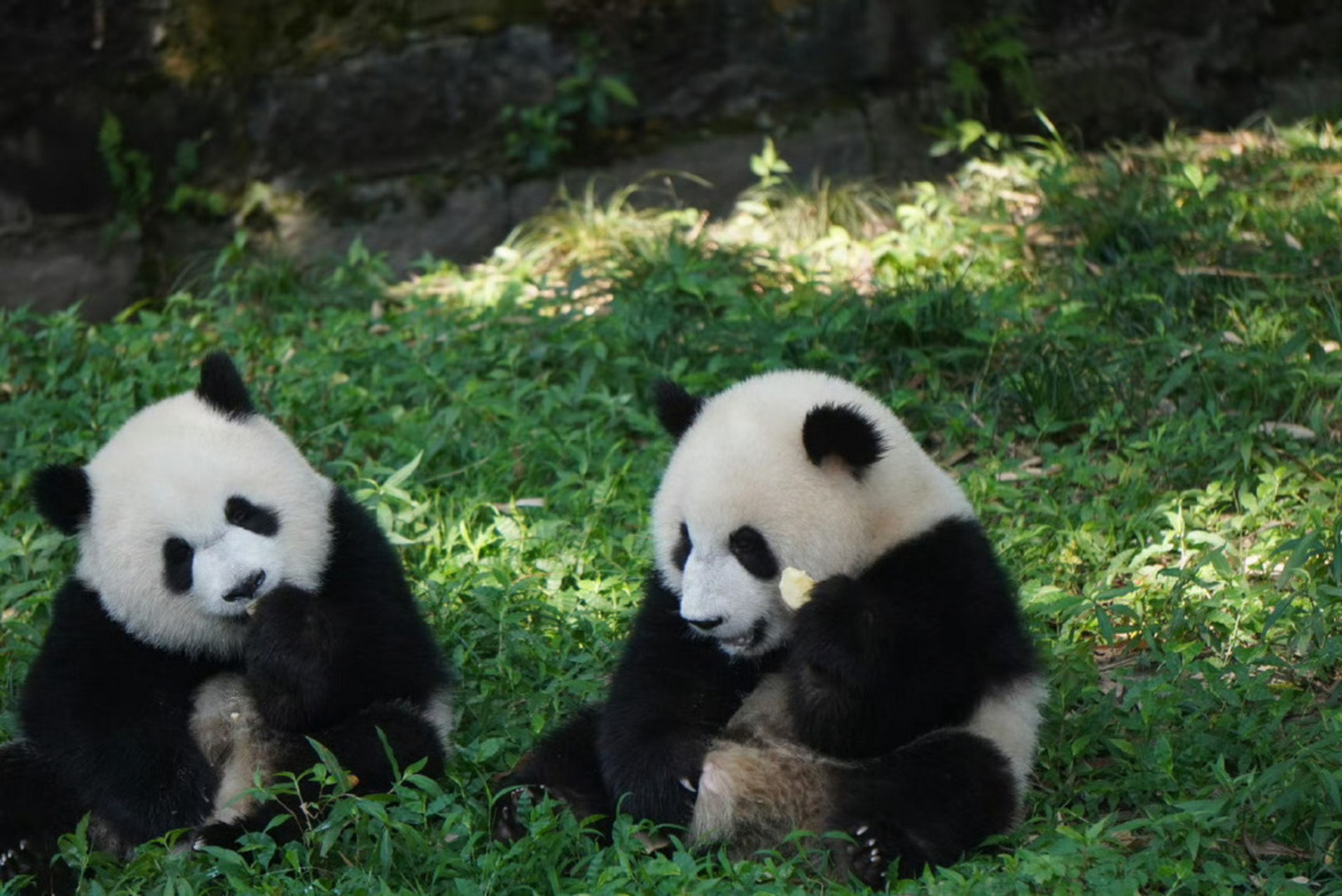 美的官宣认养大熊猫渝可渝爱# 美的正式官宣认养重庆动物园超可爱的