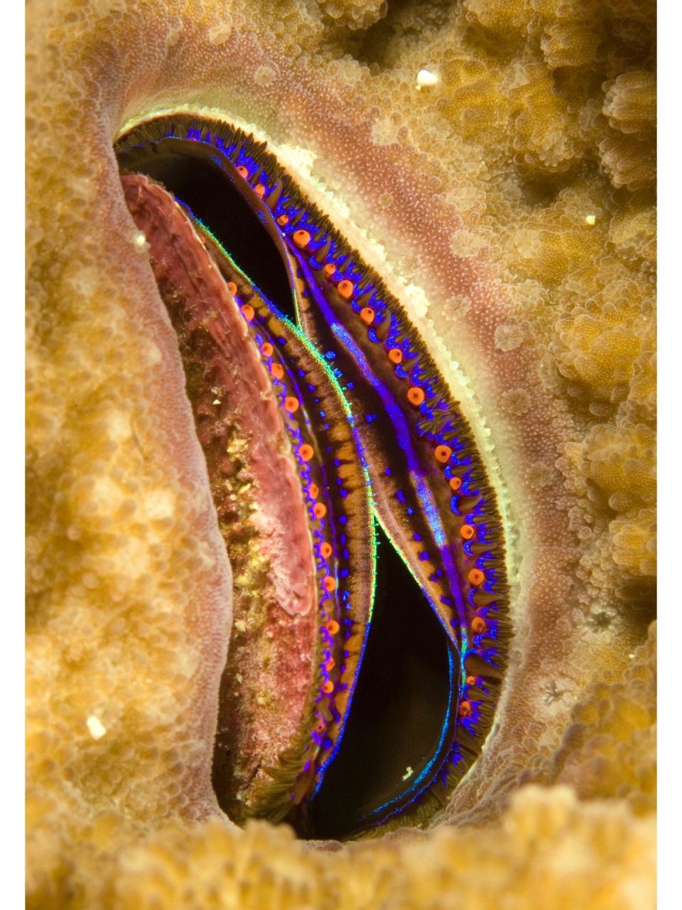 学名:pedum spondyloideum  96 别名:拟海菊足扇贝,珊瑚扇贝,彩虹蛤