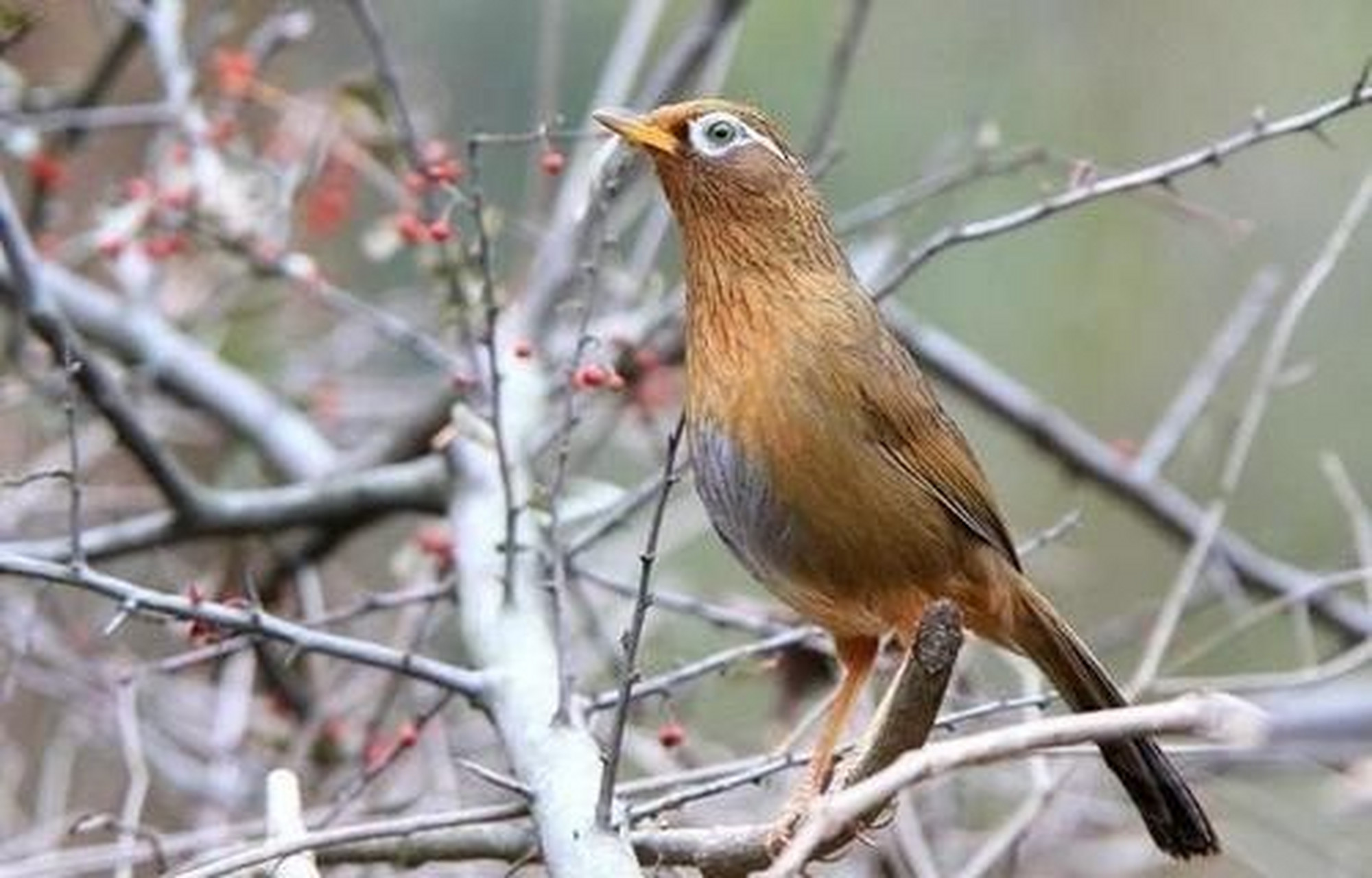 mcn风帆计划#一只精品画眉鸟儿除了要有好的品相——标准身形,整洁