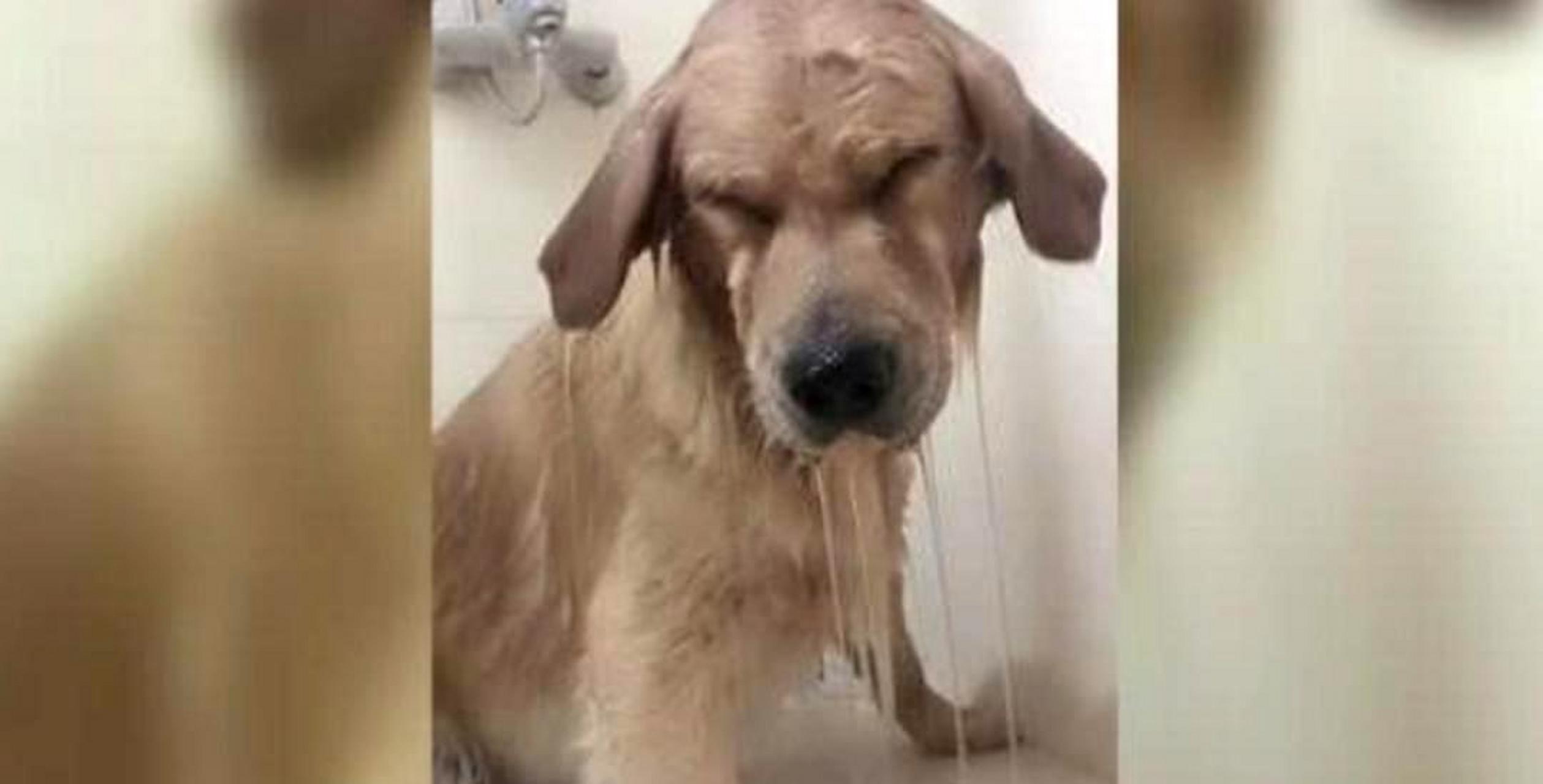 每次洗澡时,这只狗的表情包让我非常佩服.