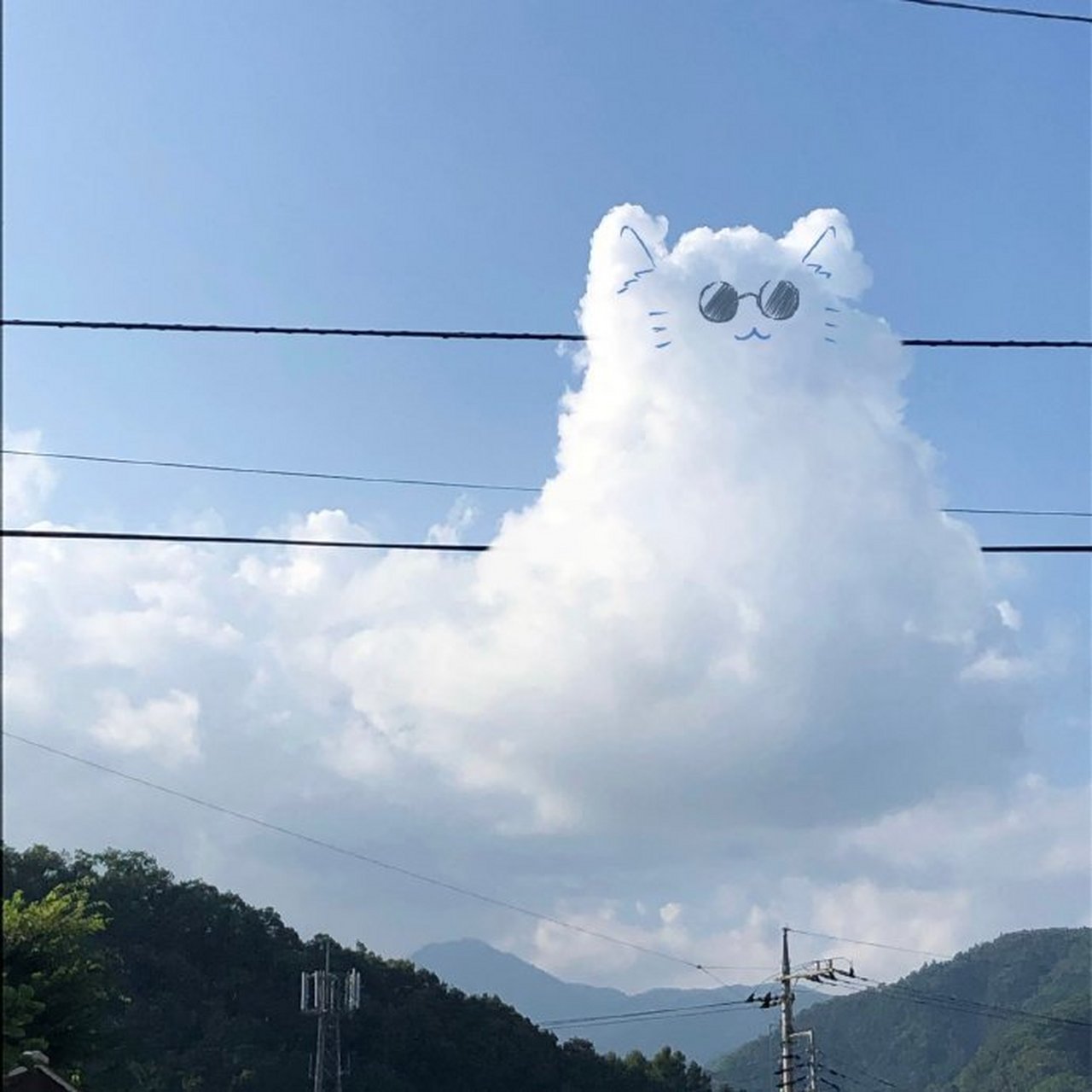 二次元# 网友拍到的五条猫猫#二次元美图