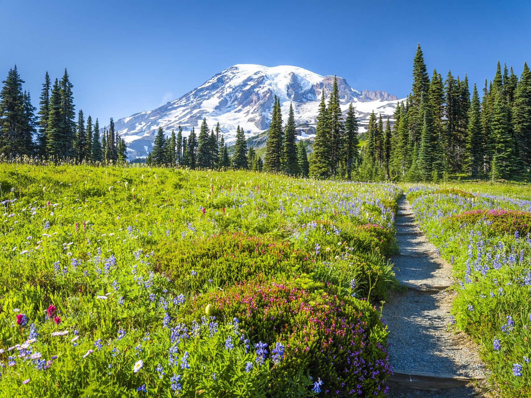 位于美国华盛顿州的雷尼尔山国家公园是一个被山脉和森林环绕的宝石.
