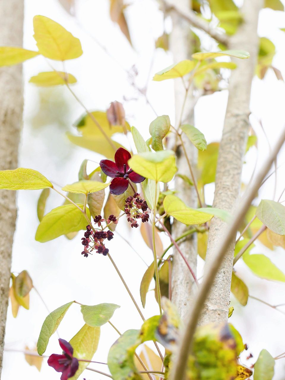 第一次看到八月炸的花,感觉雌花已炸.木桶属植物不多,共4种,中国3种.