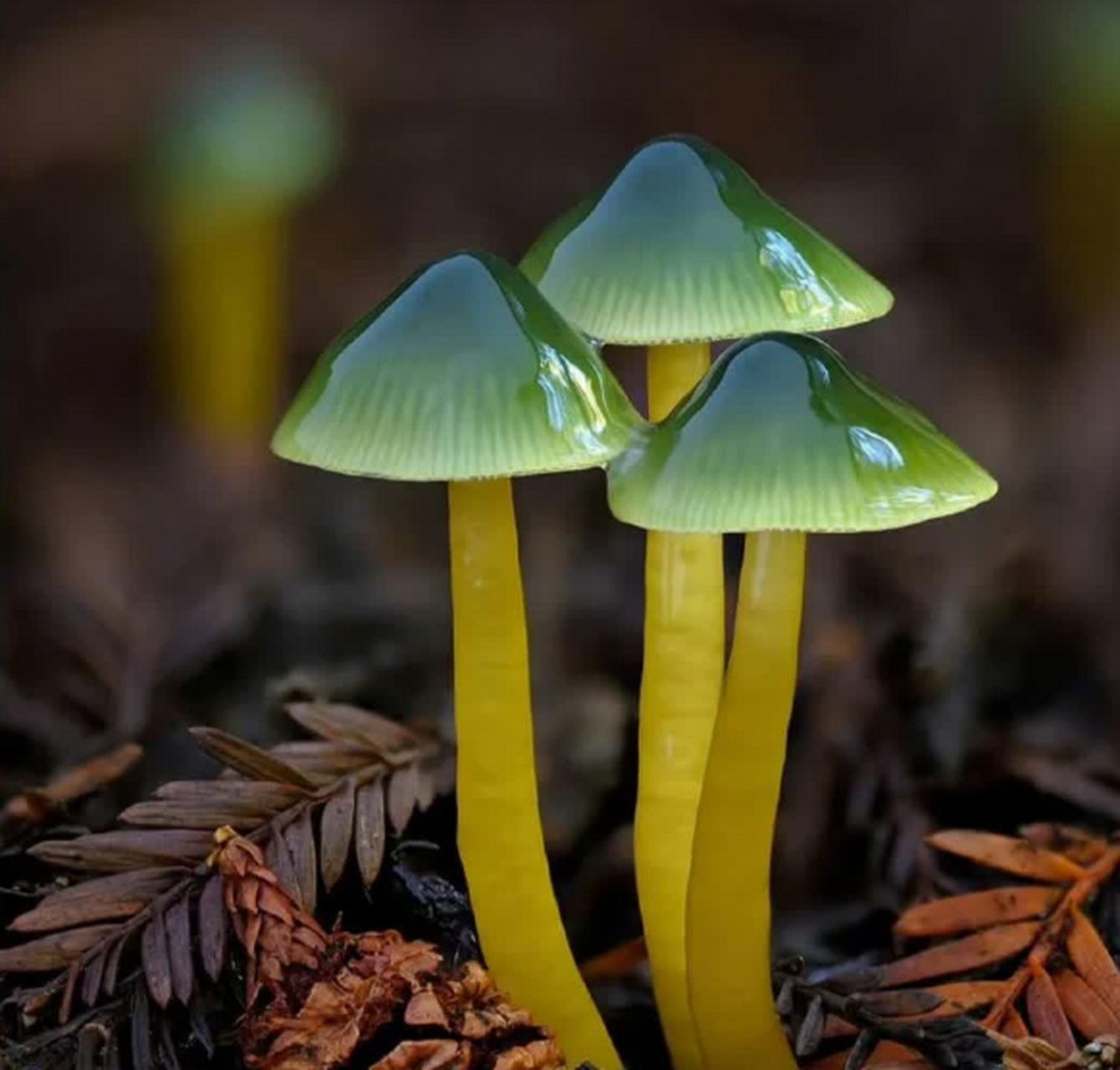 这么漂亮的蘑菇能吃吗?