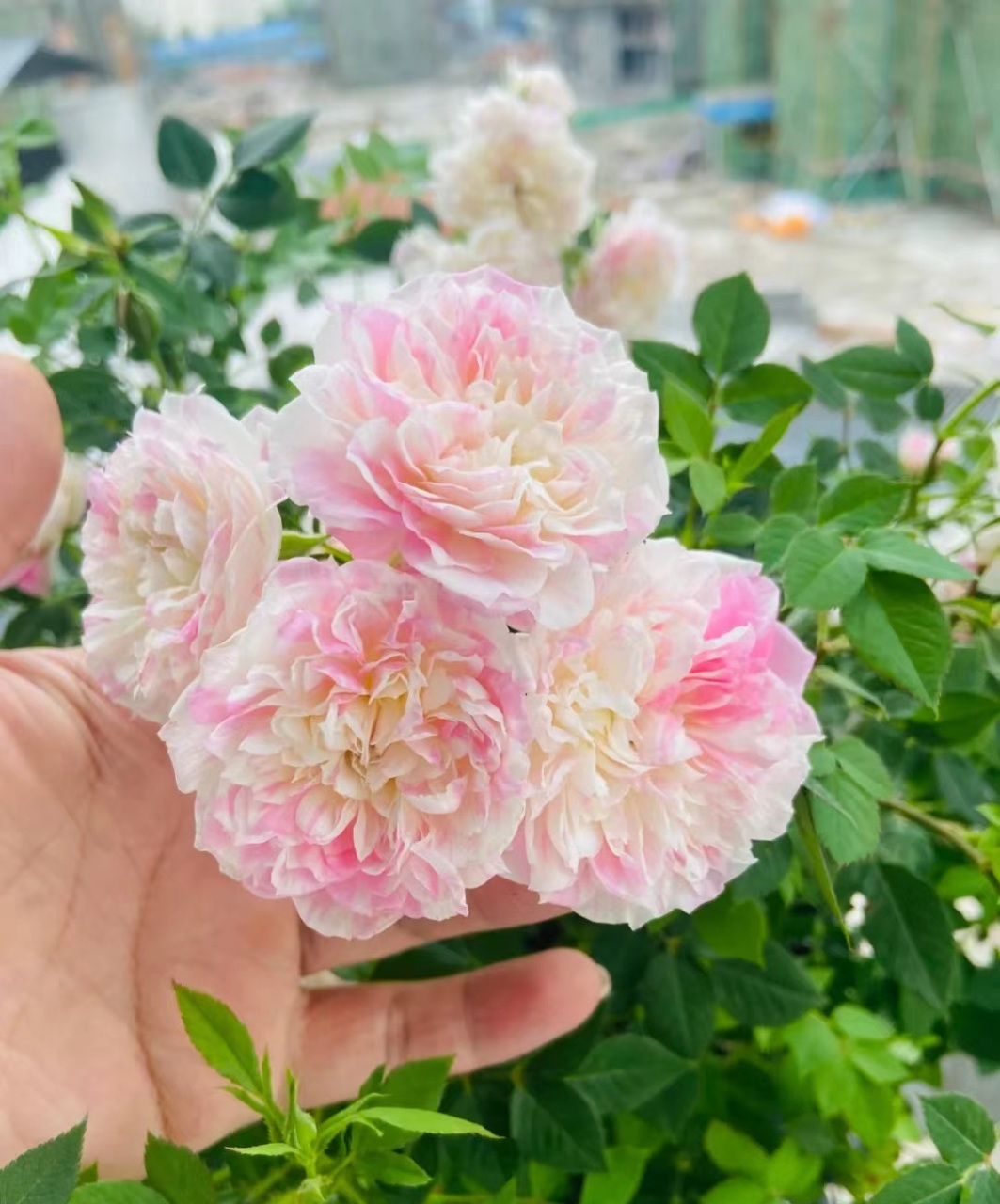 喜欢在阳台上养月季花的朋友,建议你养这个品种——幸福之门,也叫护身