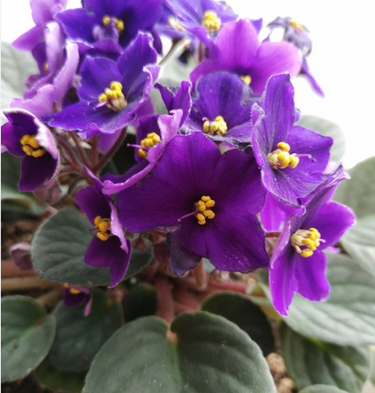 非洲紫罗兰四季开花,它还能净化空气,舒缓压力,净化环境的作用也不容