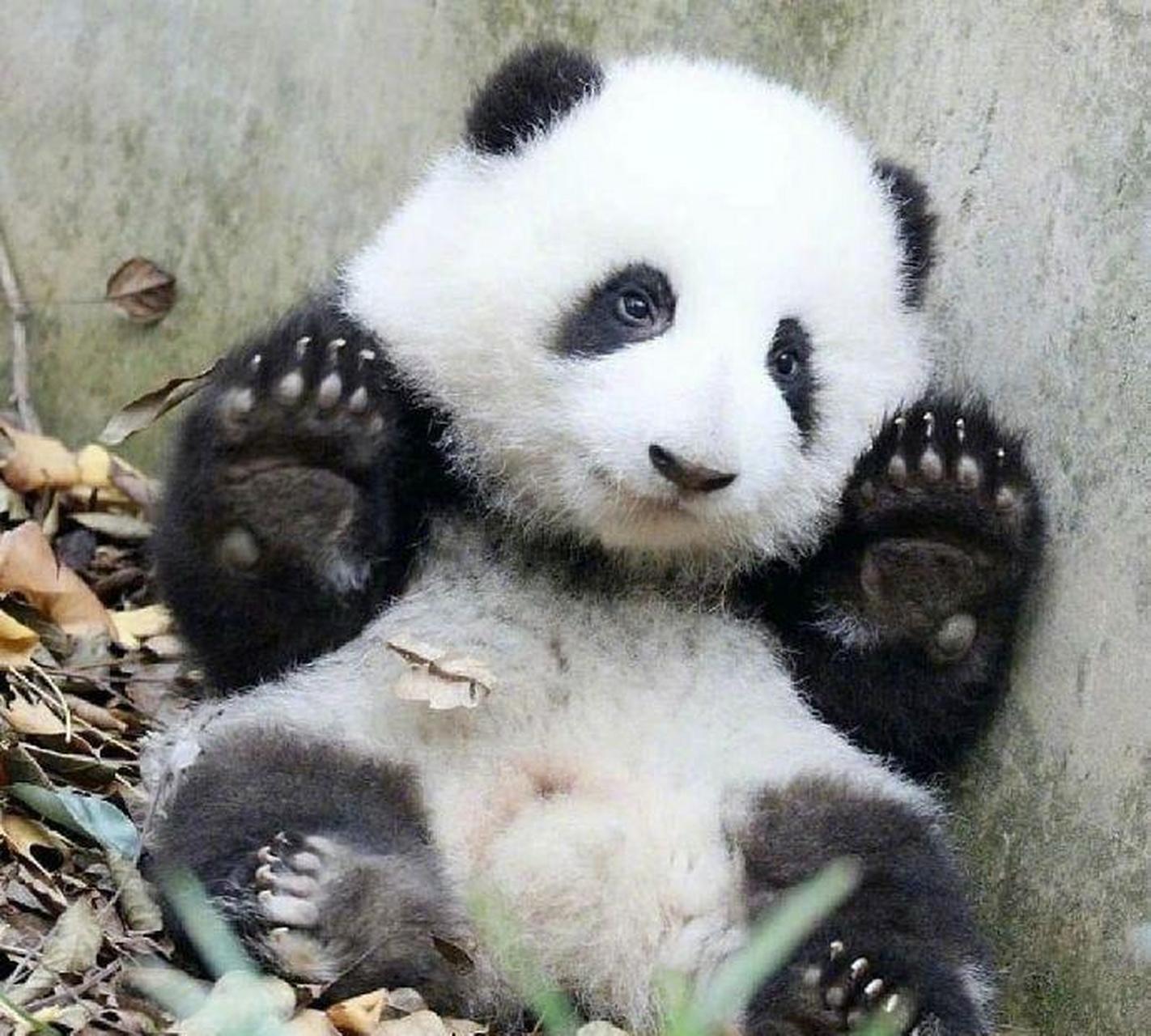 大熊猫小时候的样子图片
