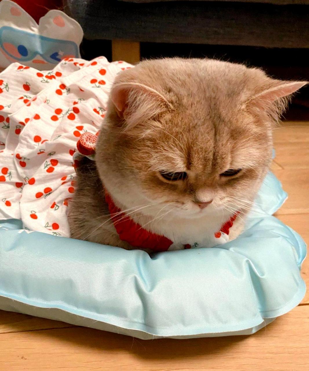 小猫情绪低落,但它没有表达出来.