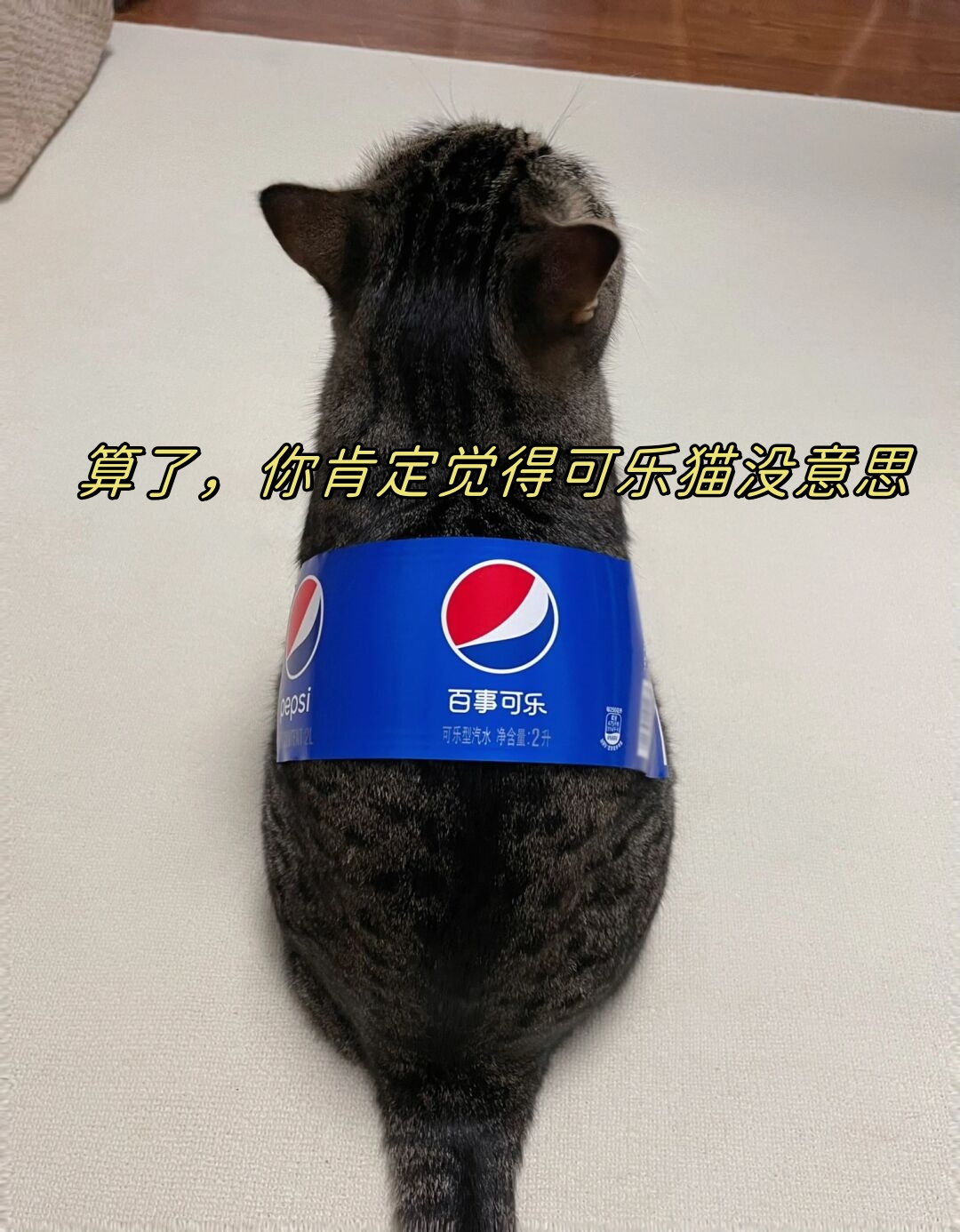 算了你肯定觉得可乐猫没意思