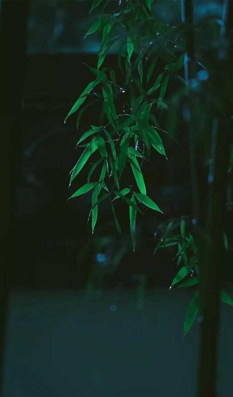 竹林听雨图欣赏 古人赋予了竹子更多的精神内涵挺拔正直,坚韧顽强