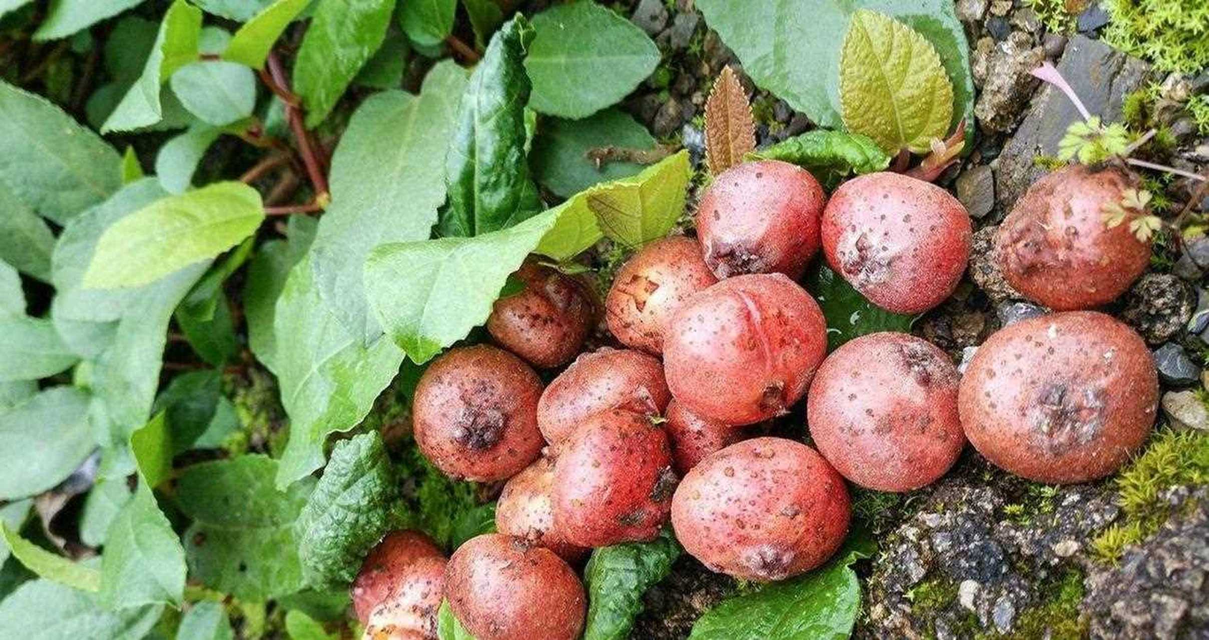 我小的时候没有迪士尼,但是我有爸爸给我做的核桃风车.