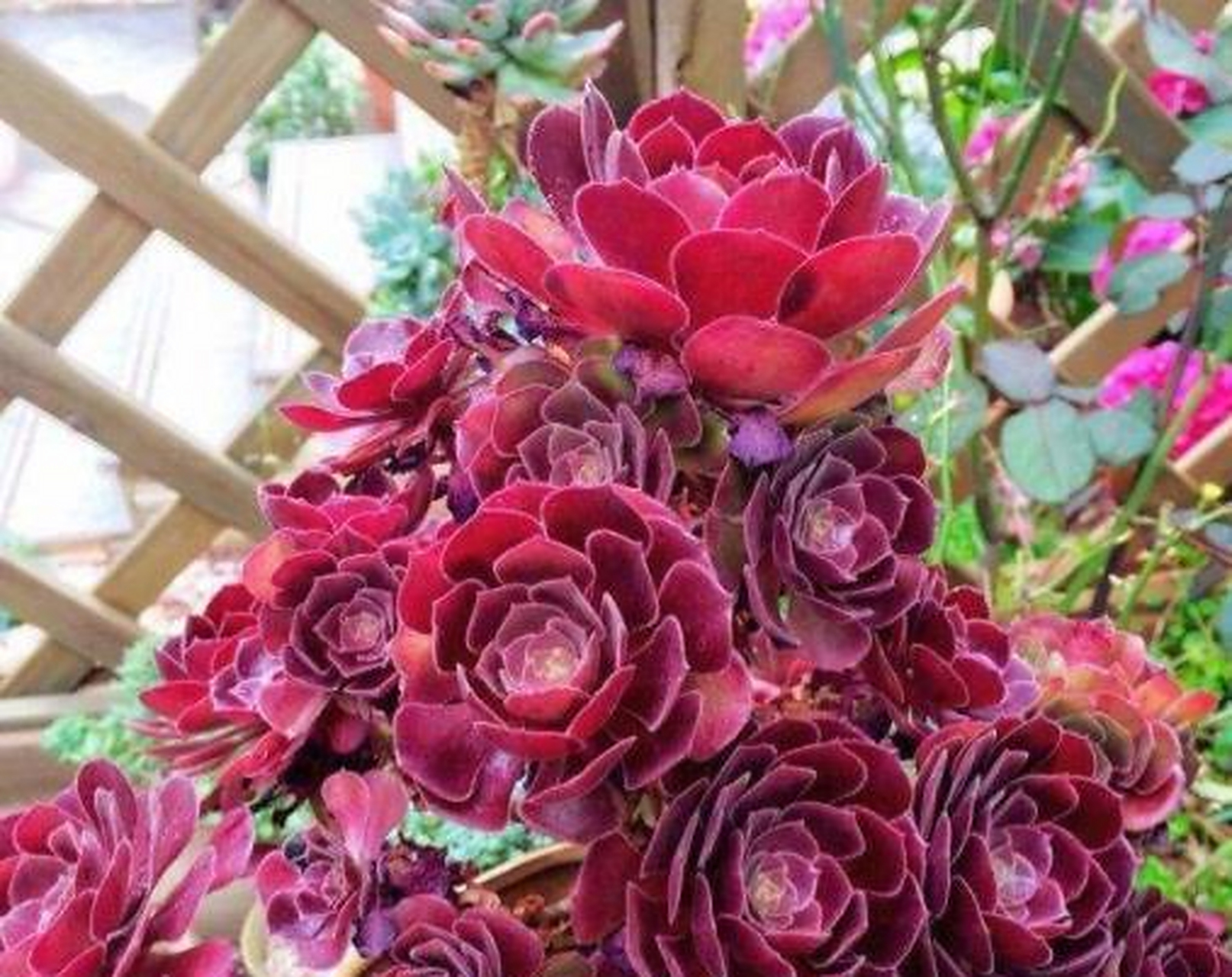 紫羊绒法师非常容易爆崽,养护好养成漂亮的小老桩.[色]