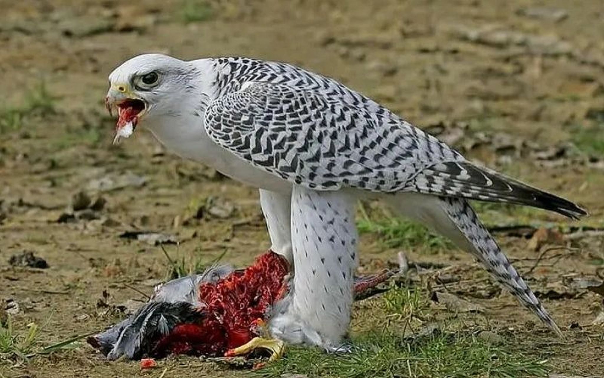 传说中的海东青 强大的猎鹰 分布在北极以及北美洲,亚洲的广大地区