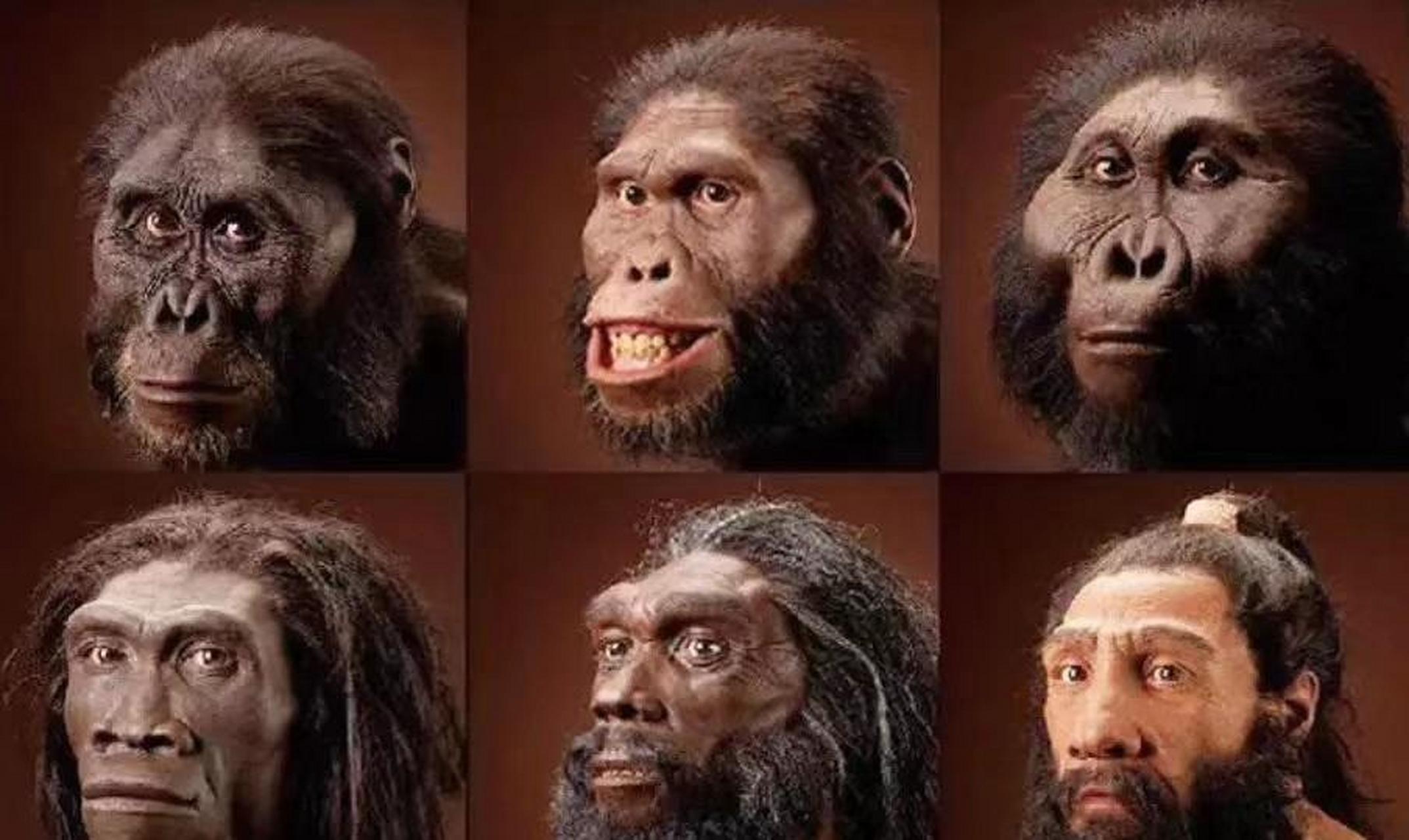 人科动物复原//afarensis ,380 万—290 万 )  中上:非洲南方古猿