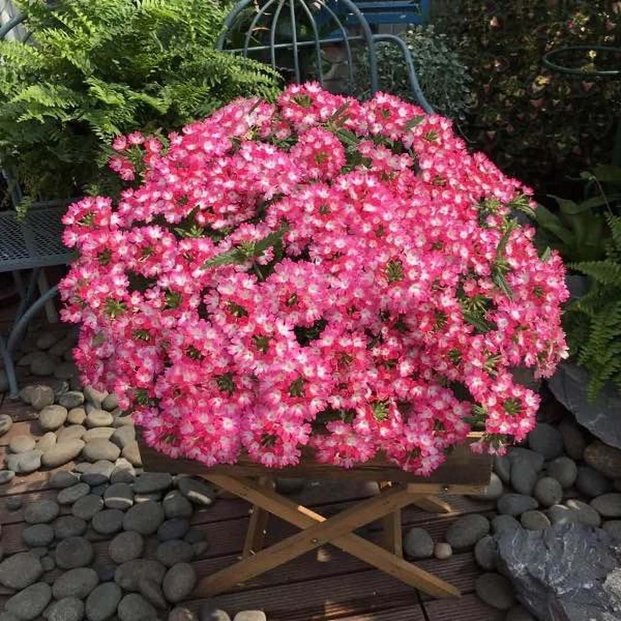 美女樱开花非常好看,每年到了春天的时候就是美女樱呼呼爆盆的季节啦