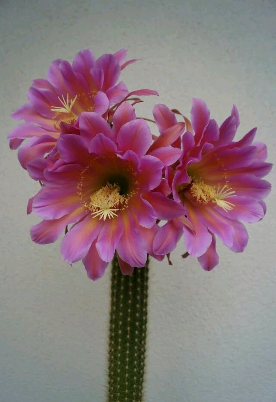 喜欢仙人球/仙人柱的朋友,推荐大家养这个品种——毛花柱家族的"飞龙"