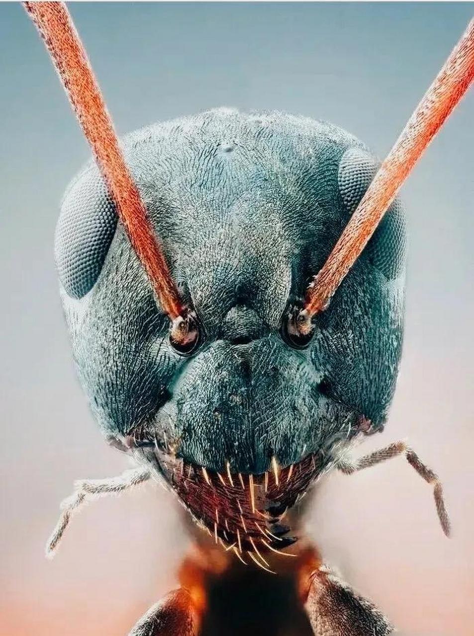 这是一只显微镜下的蚂蚁,看起来非常凶悍,与"可爱"两字一点儿也不沾边