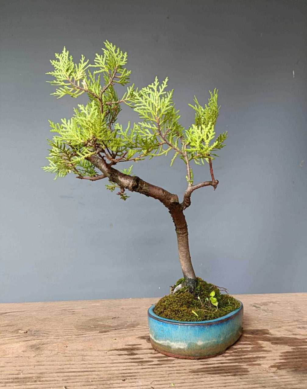 洒金柏[羊驼] 带盆65[笑哭]