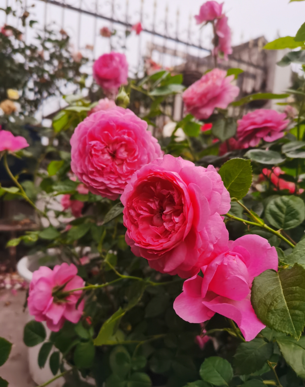 这个品种名字叫"尚塔尔·梅里厄"(chantal mérieux),株高80-100厘米