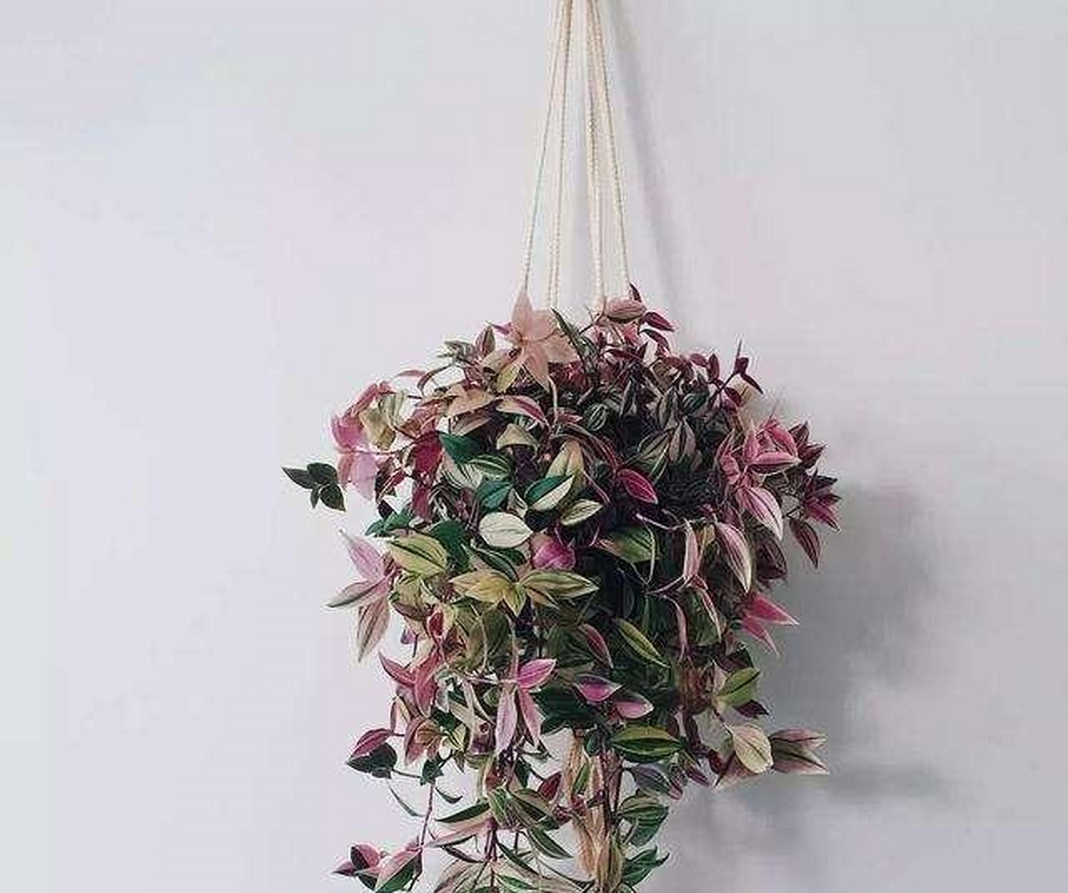 养护要点:吊竹梅通常采用扦插繁殖,摘取健壮茎数节插于湿沙中即可成活