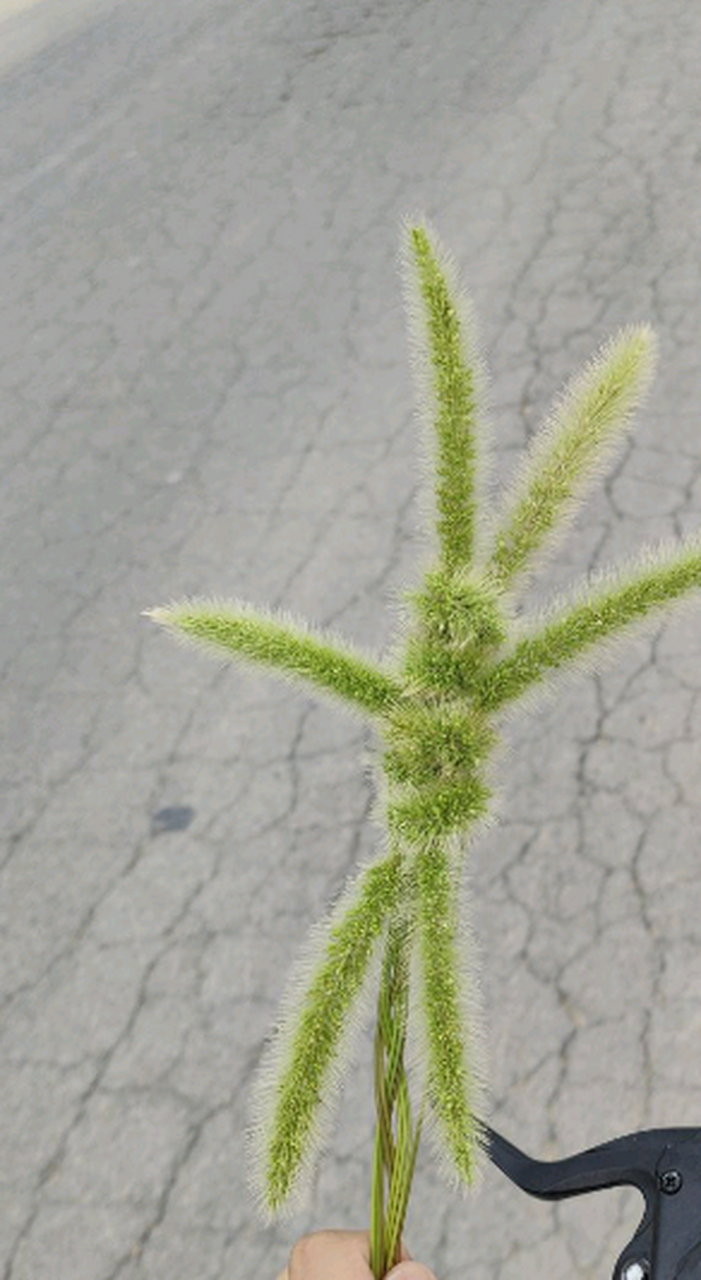 用狗尾巴草编的小兔子,好看吧