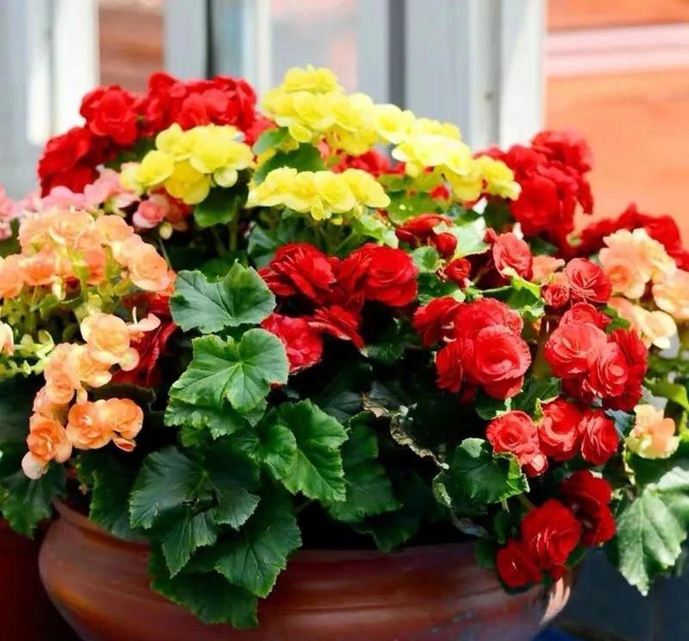 观赏价值极高 家里养上几盆,花繁色艳,别有一番韵味 不过丽格海棠不