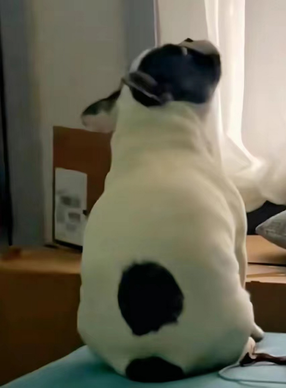 是什么世界难题,让你露出沉思者的表情? #搞笑萌宠