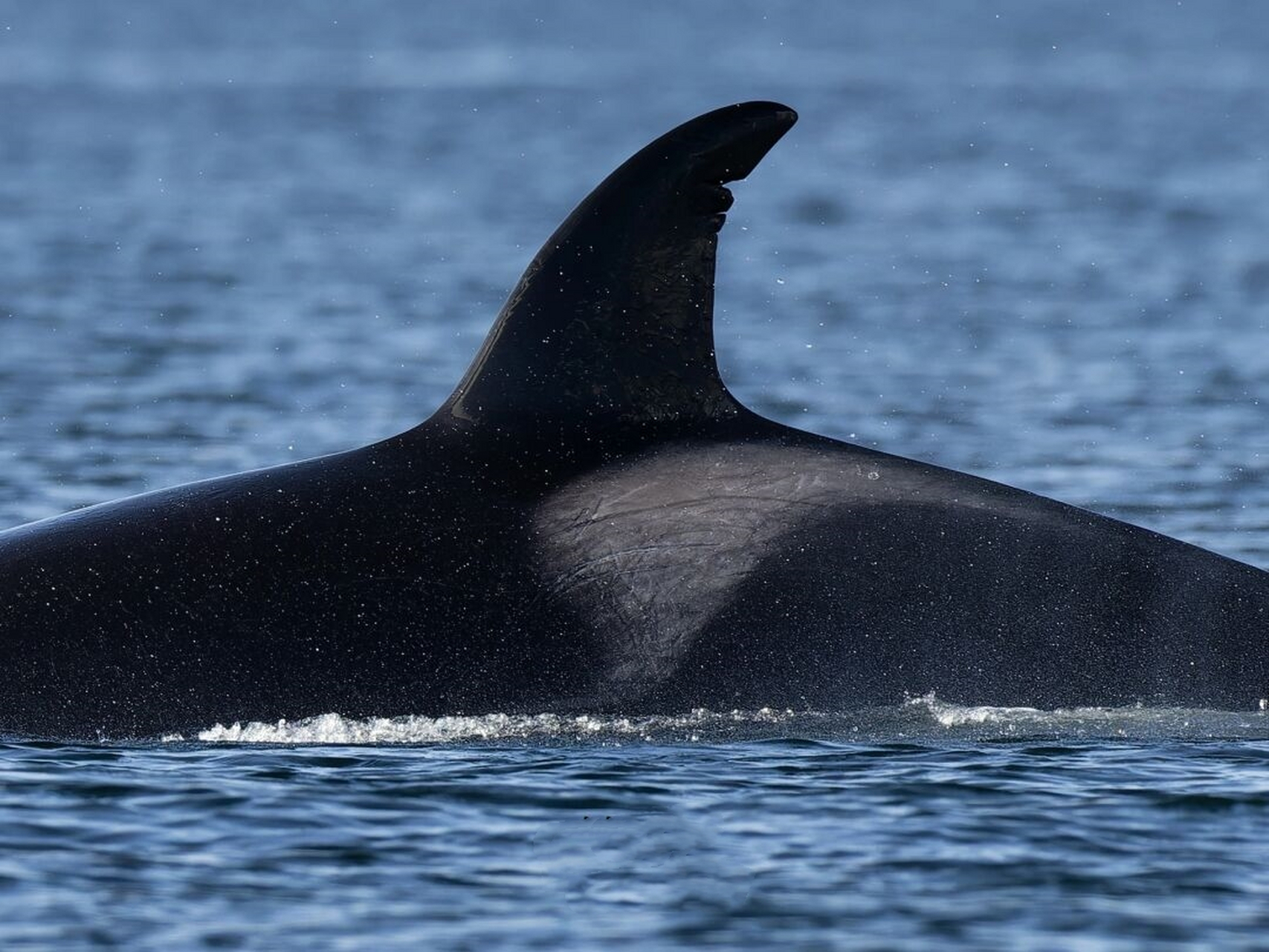 中的战士女神t099b  t099b holly,一条16岁的雌性西海岸过客型虎鲸