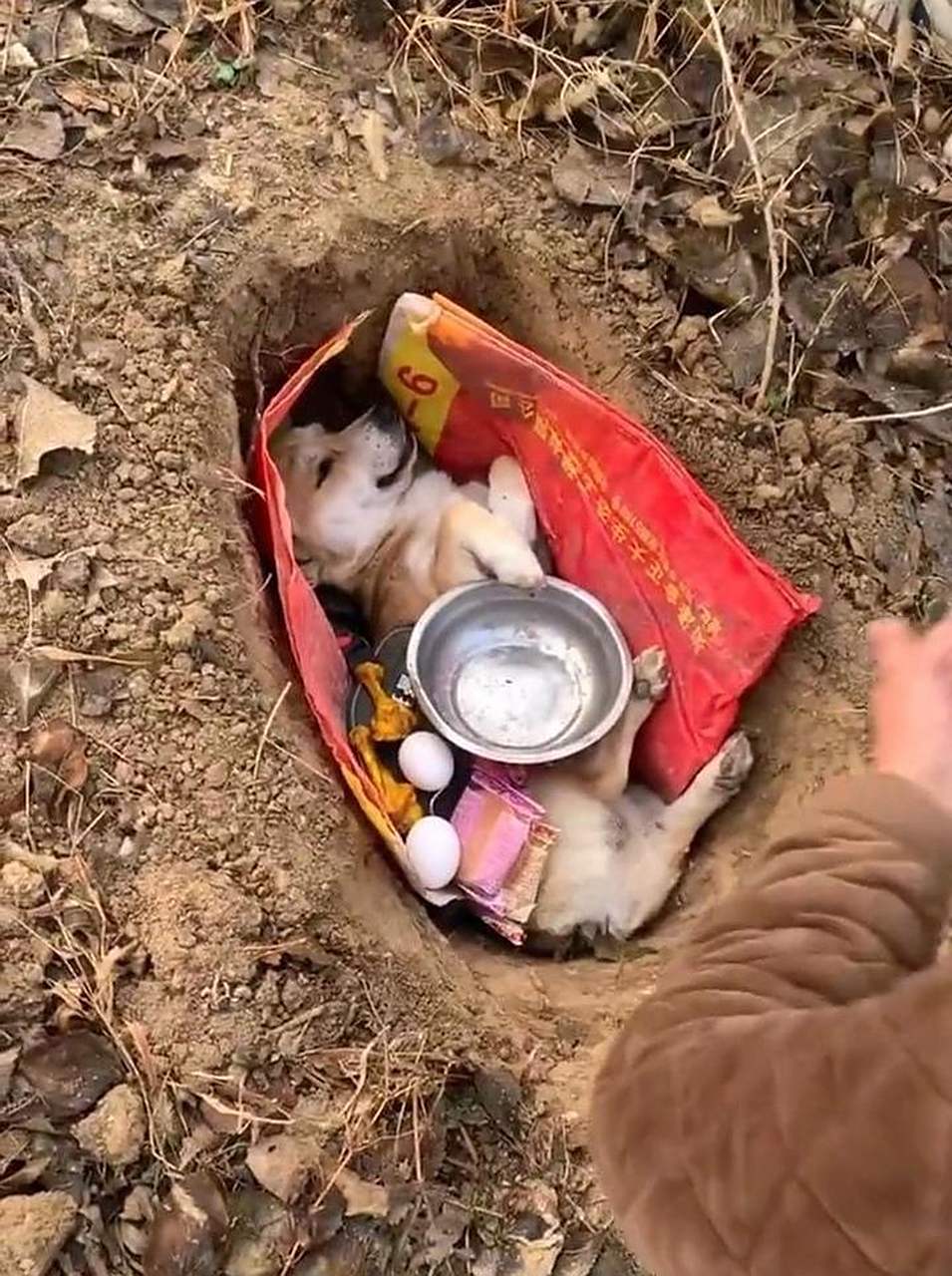 给狗子举行一个高规格的葬礼! #趣图搞笑