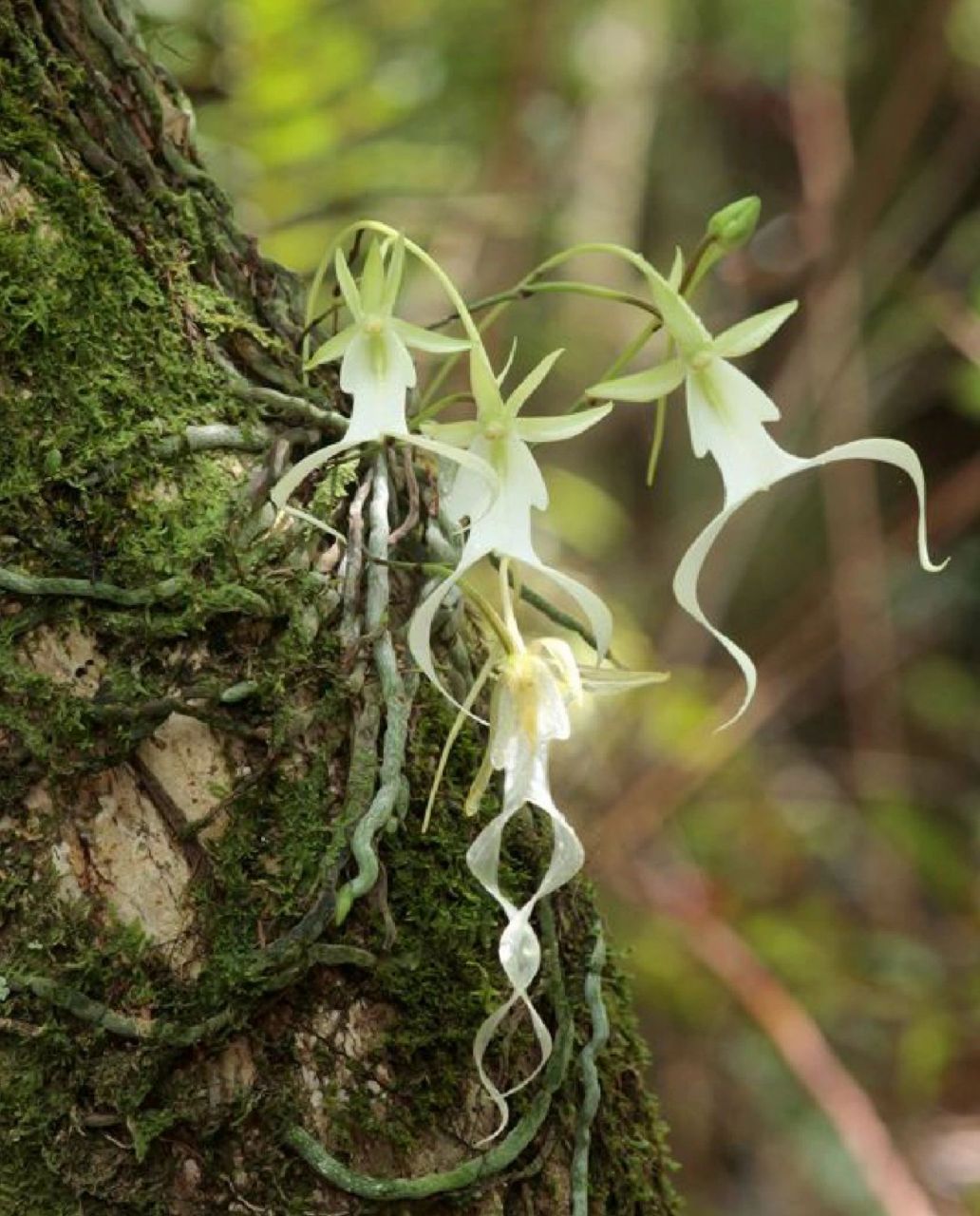 每日分享|附在树枝上飘荡的"幽灵兰" 像不像植物万圣节?#神奇的植物