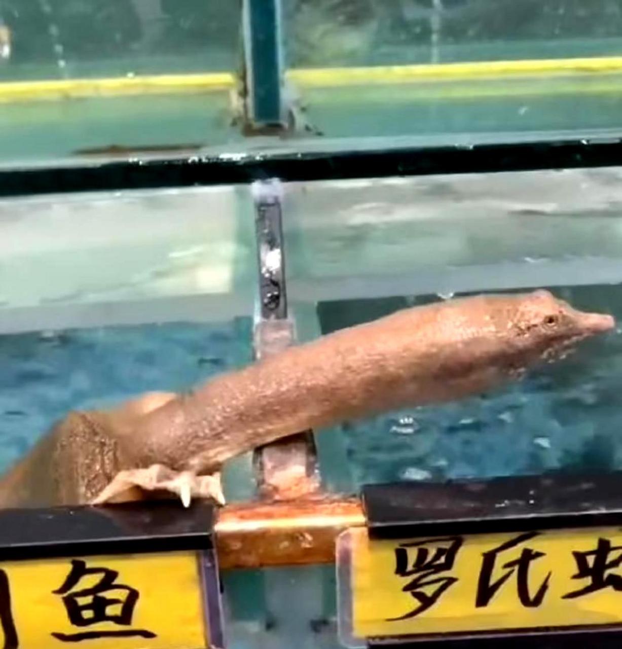 乌龟能够伸出很长的头部.